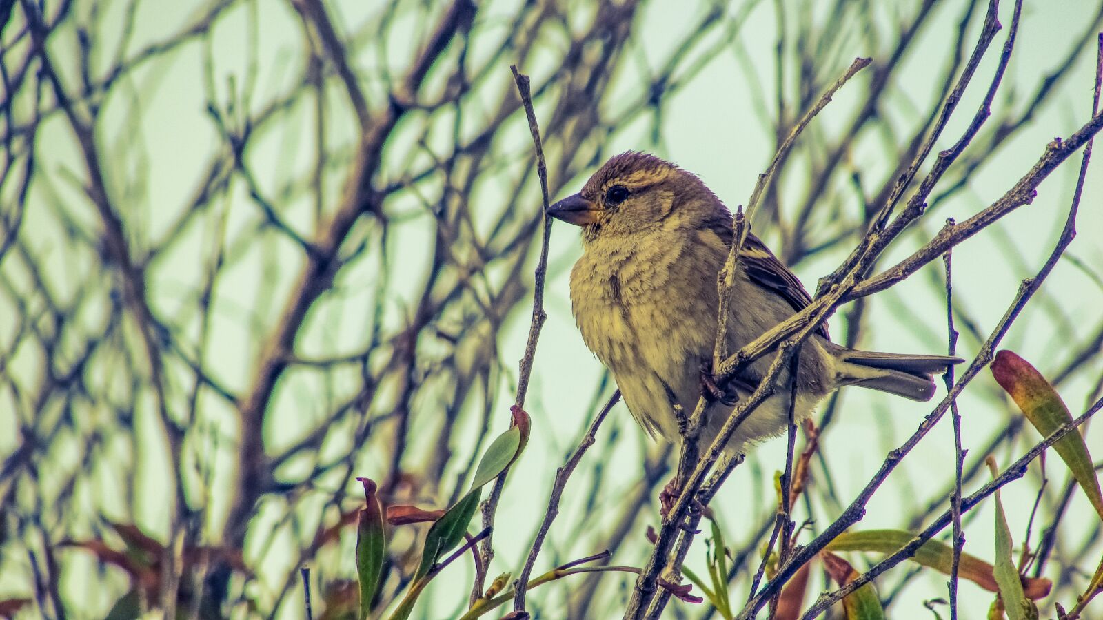 Canon PowerShot SX400 IS sample photo. Sparrow, tree, bird photography