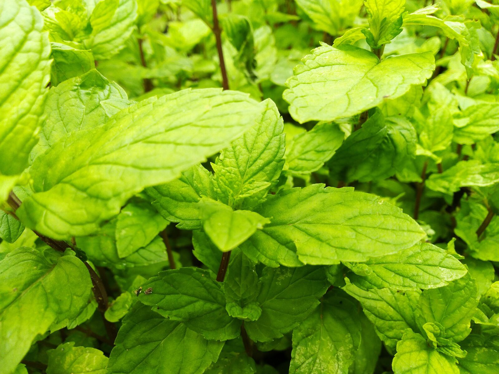 ASUS ZenFone Max Pro M1 (ZB602KL) (WW) / Max Pro M1 (ZB601KL) (IN) sample photo. Green, plant, nature photography