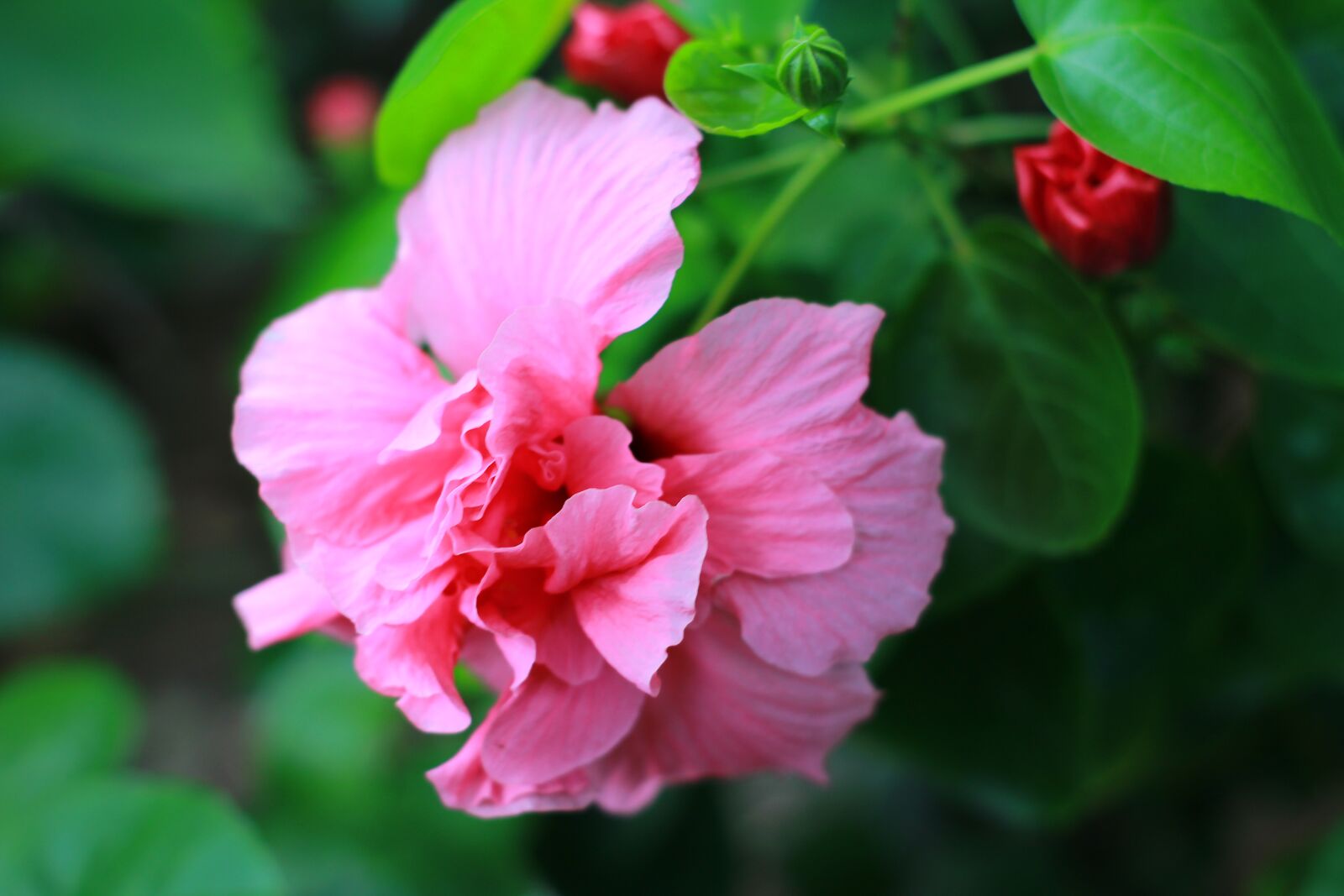 Canon EOS 1200D (EOS Rebel T5 / EOS Kiss X70 / EOS Hi) sample photo. Flower, pink flower, flower photography