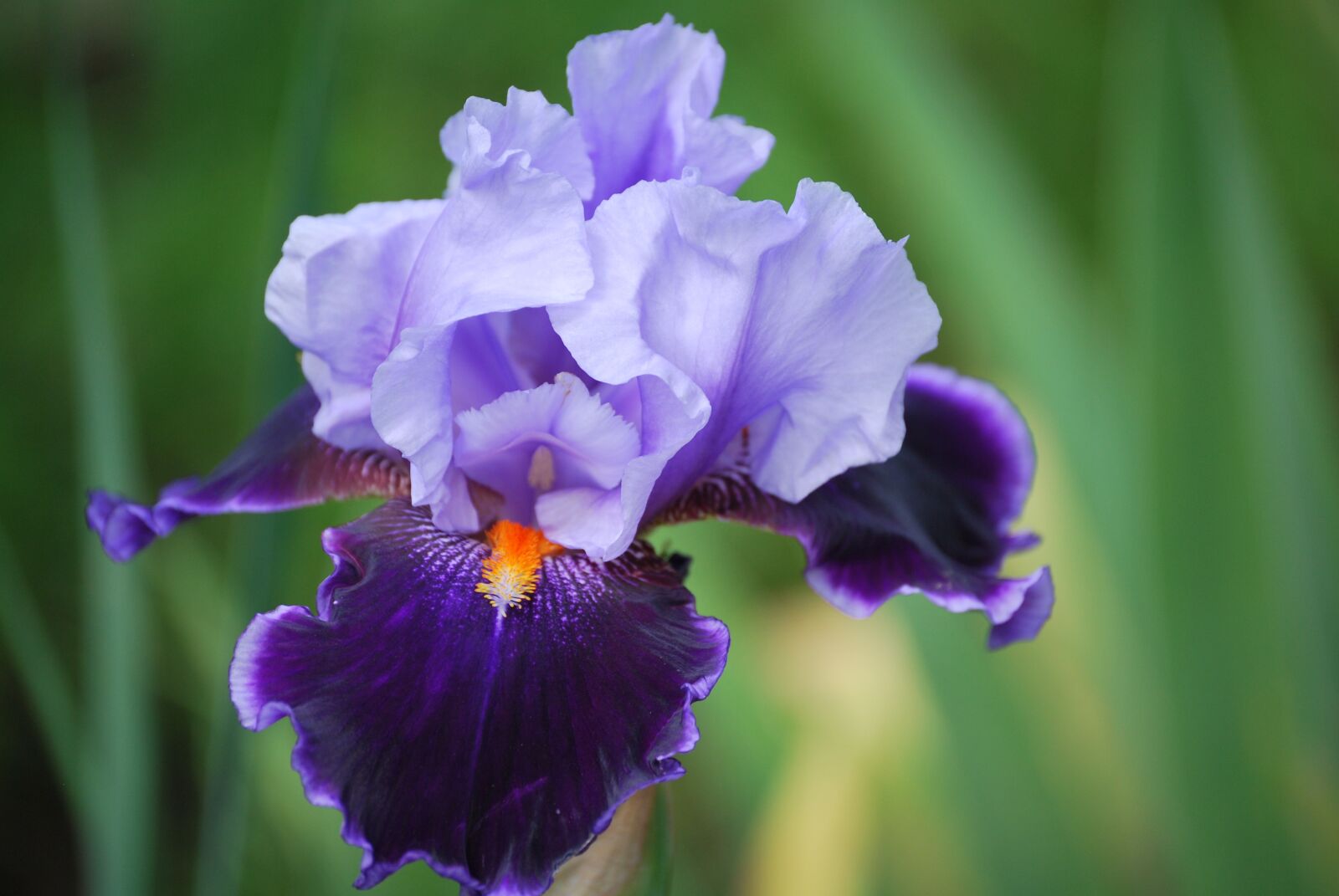 Nikon D60 sample photo. Blossom, bloom, macro photography