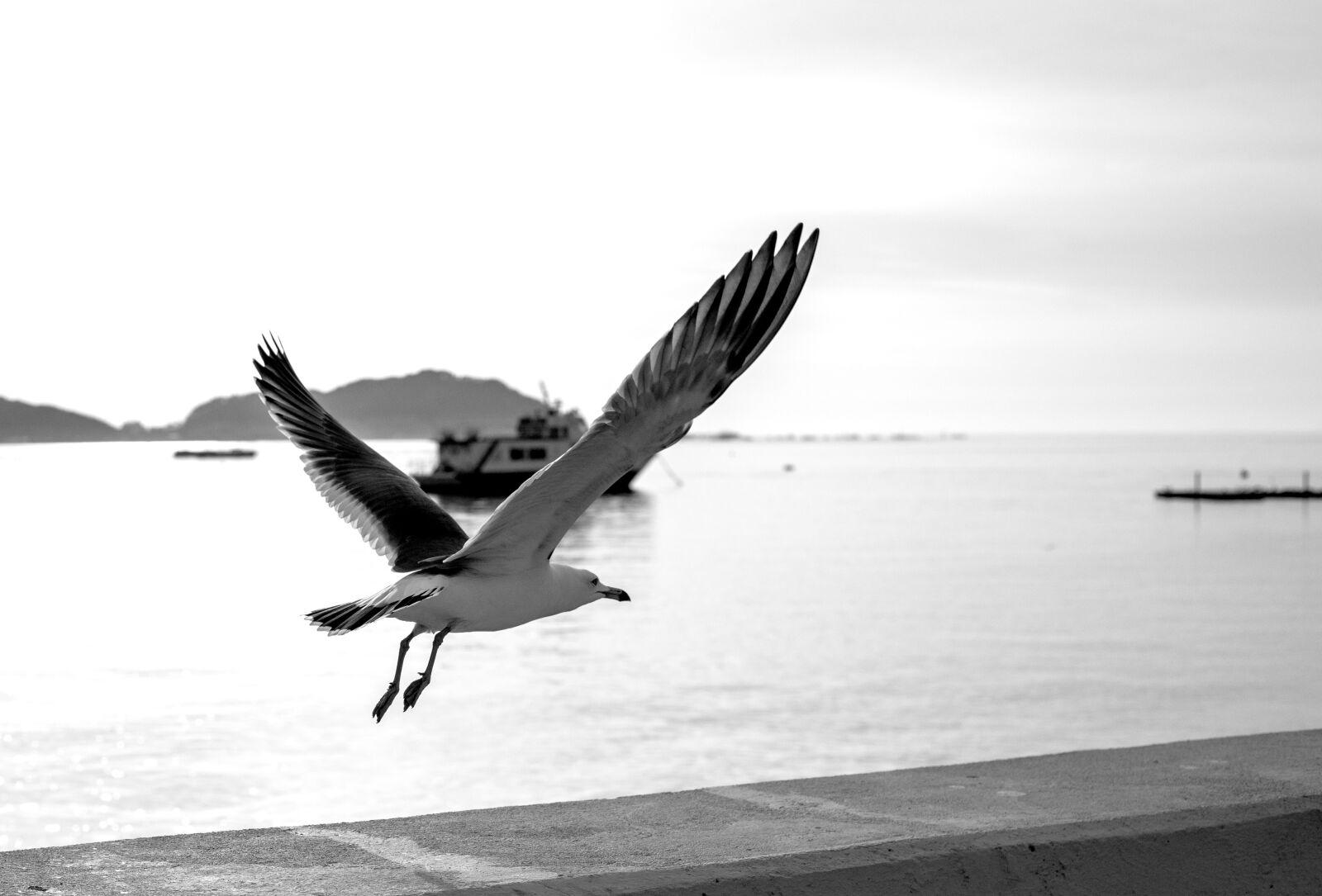 Nikon D800 sample photo. Jeongokport, gull, nature photography