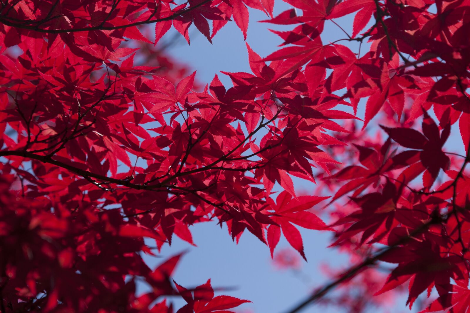 Canon EOS 20D sample photo. Trees, leaves, summer photography