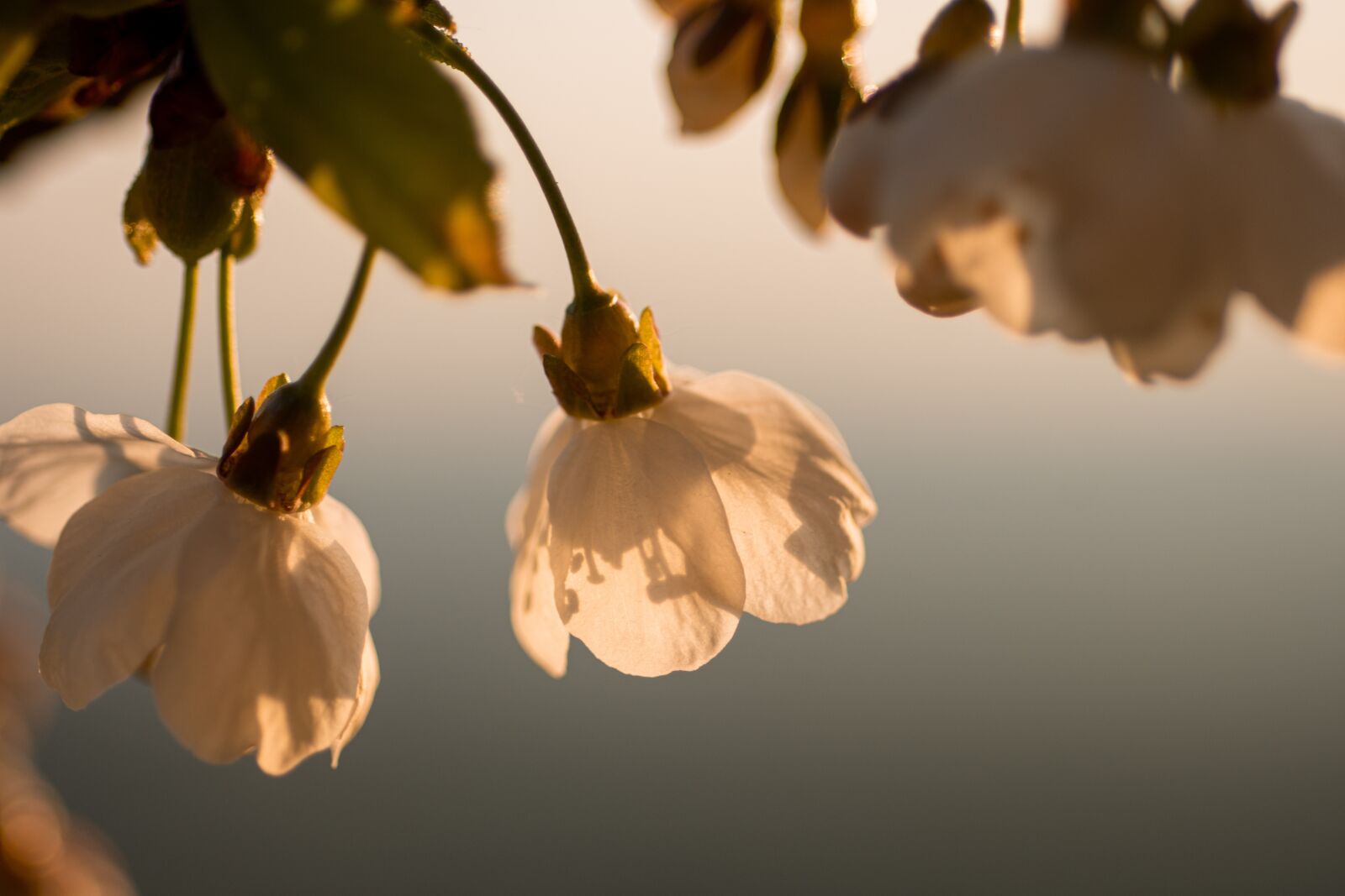 Nikon D7200 sample photo. Sun, sunrise, sunset photography