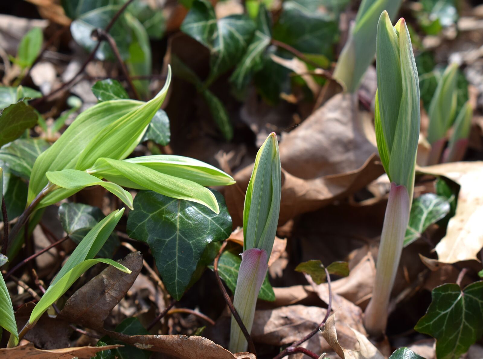 Nikon D3300 sample photo. Solomon seal sprouts, solomon photography