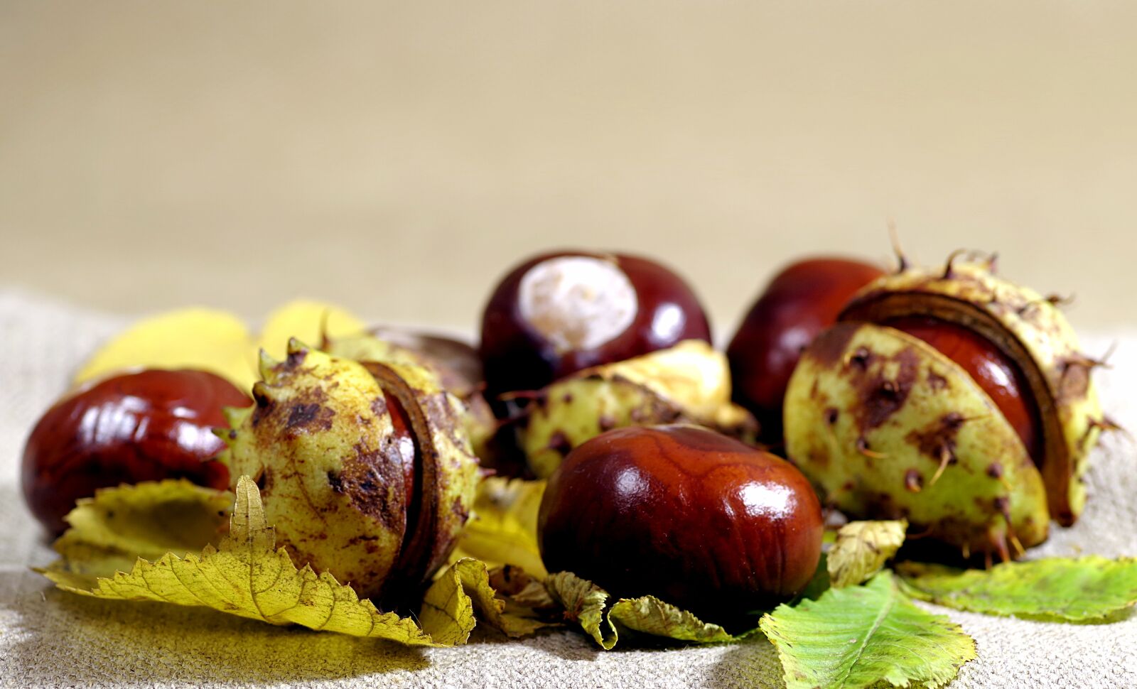 Pentax K-S2 sample photo. Autumn, chestnuts, horse chestnut photography