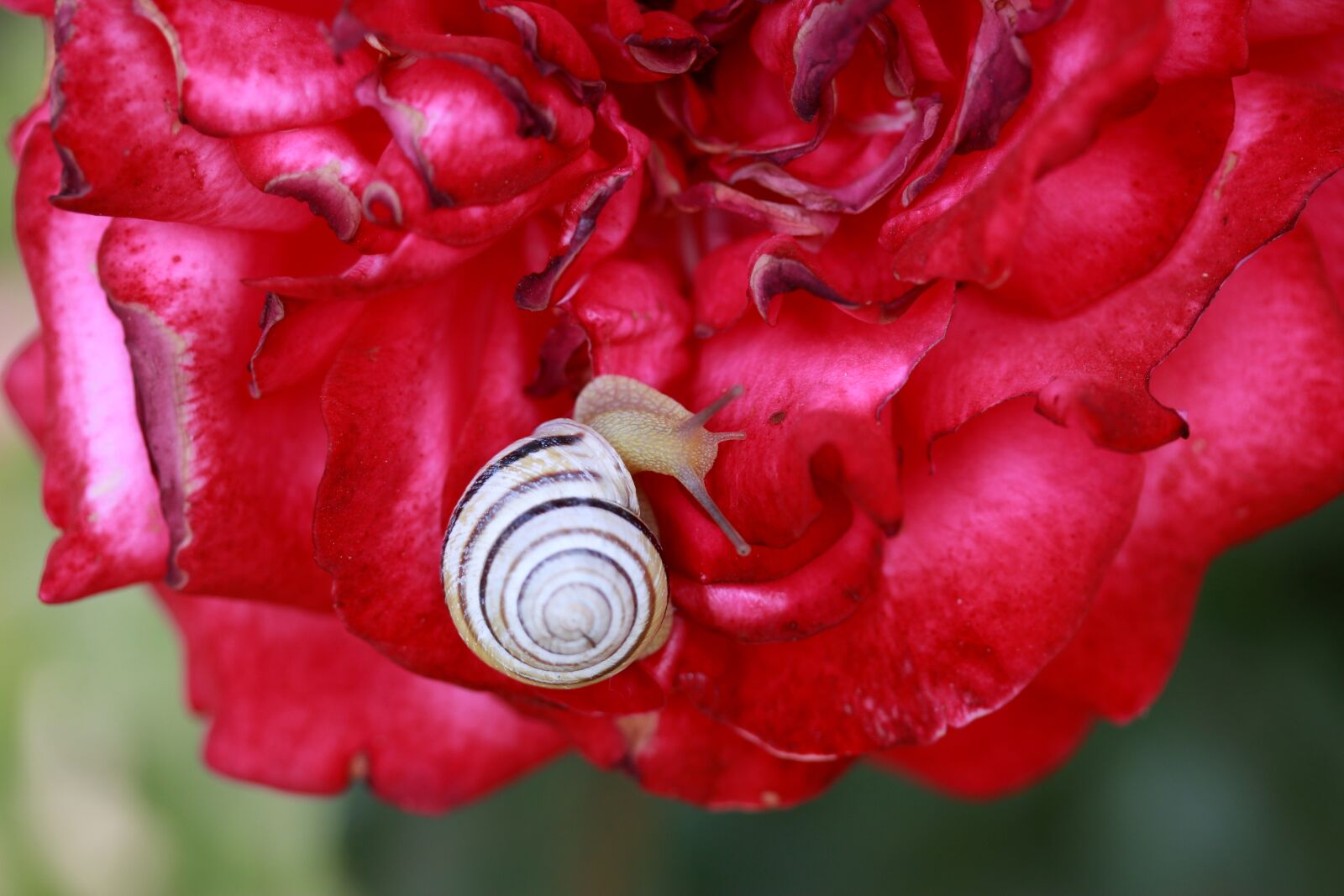 Canon EF-S 60mm F2.8 Macro USM sample photo. Snail, shell, rose photography
