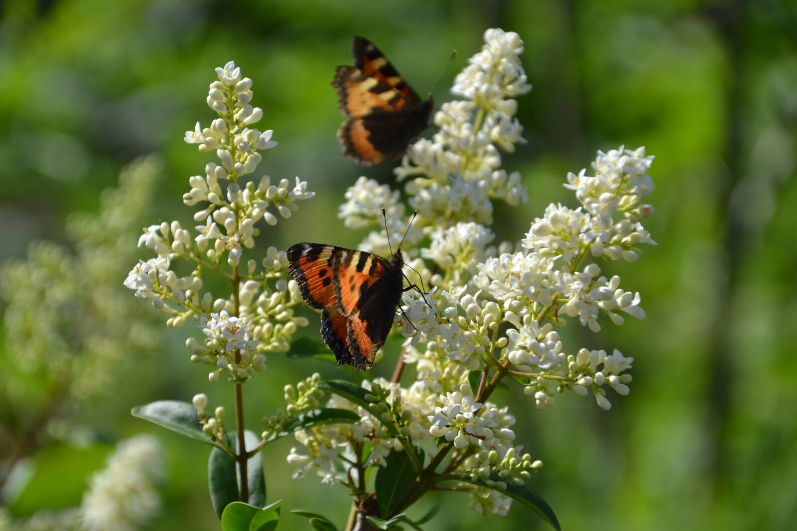 Nikon D3100 sample photo. Butterfly, admiral, insect photography