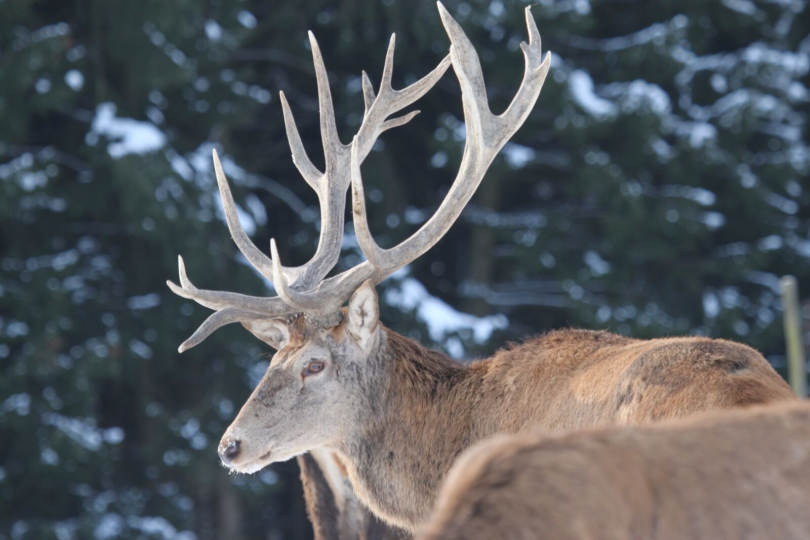 Canon EOS 500D (EOS Rebel T1i / EOS Kiss X3) sample photo. Hirsch, antler, hunting photography