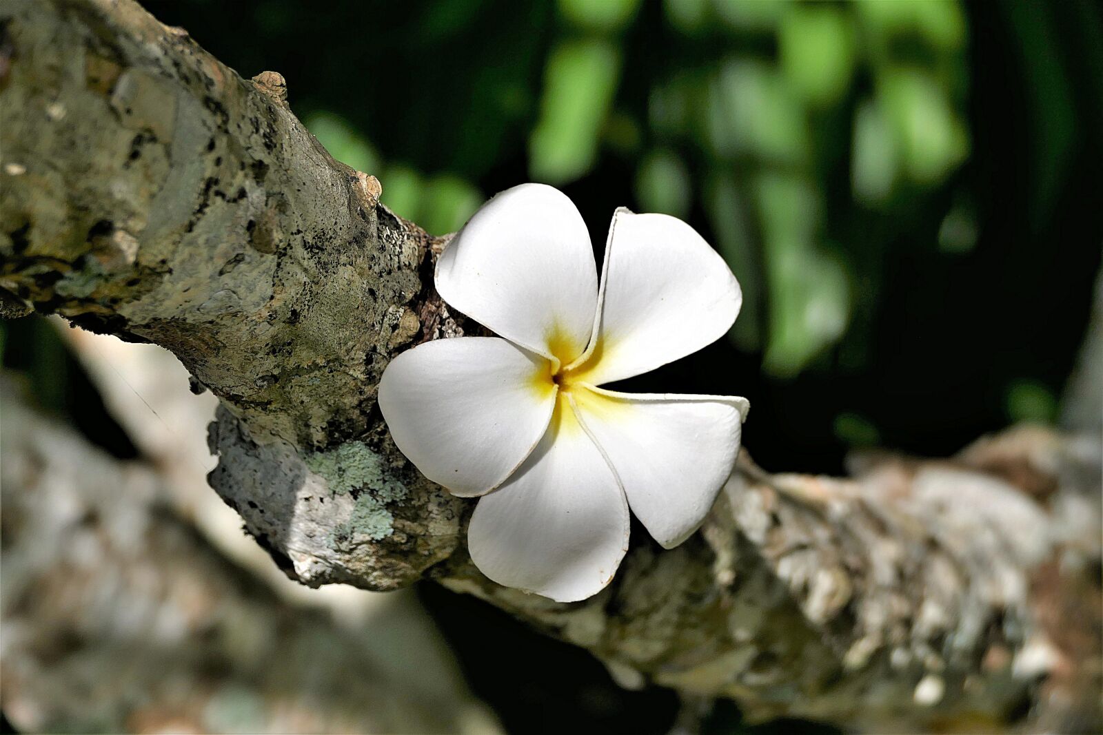 Panasonic Lumix DMC-FZ1000 sample photo. Flower, plumeria alba, frangipani photography