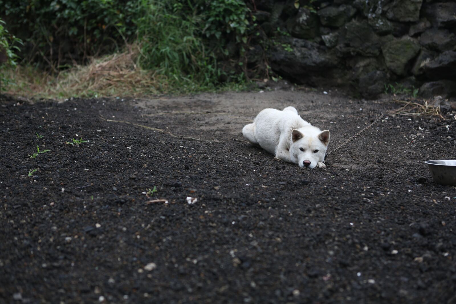 Canon EF 24-70mm F2.8L USM sample photo. Puppy, dog, pet dogs photography