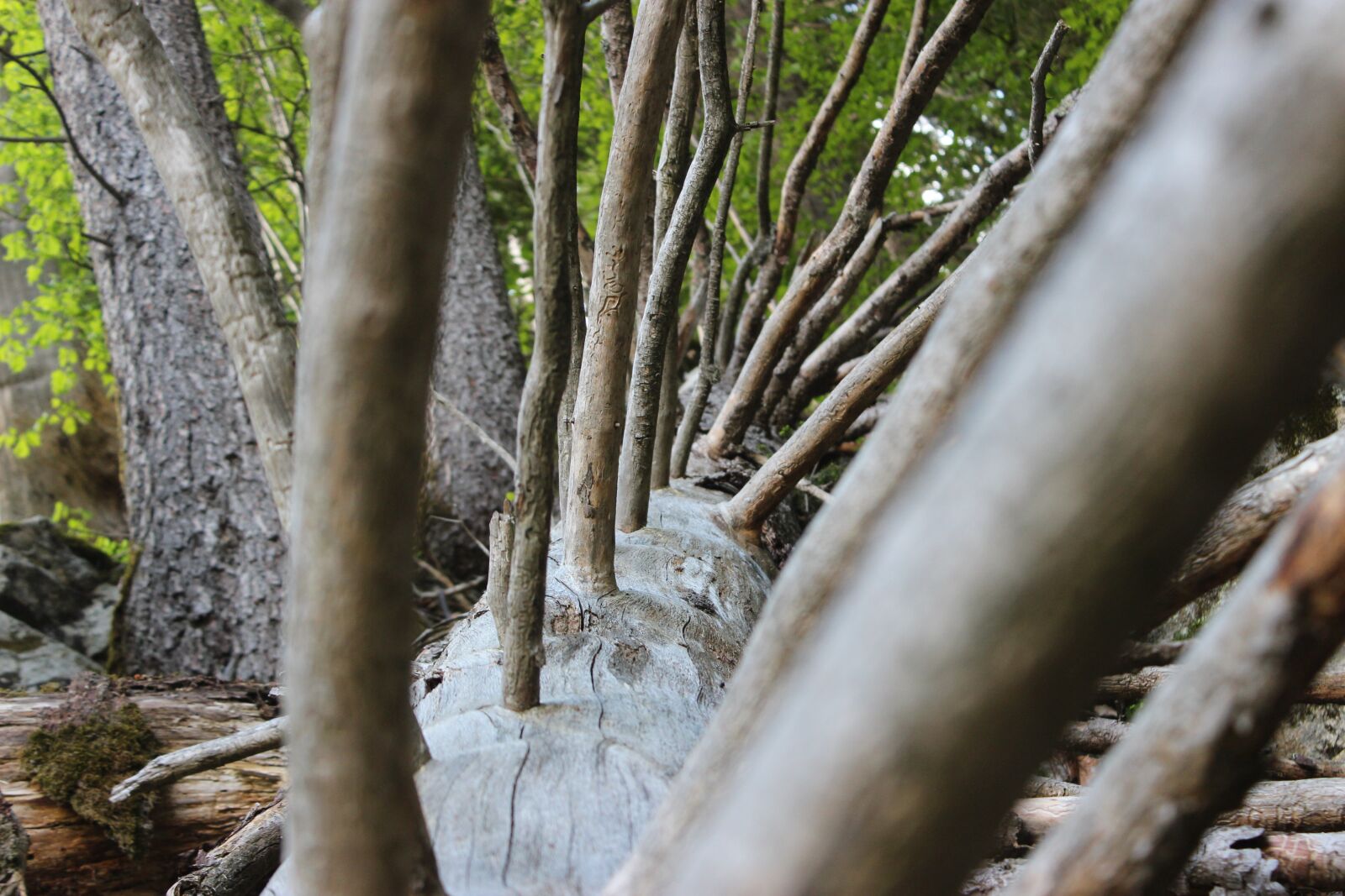 Canon EOS 600D (Rebel EOS T3i / EOS Kiss X5) sample photo. Forest, tree, alps photography