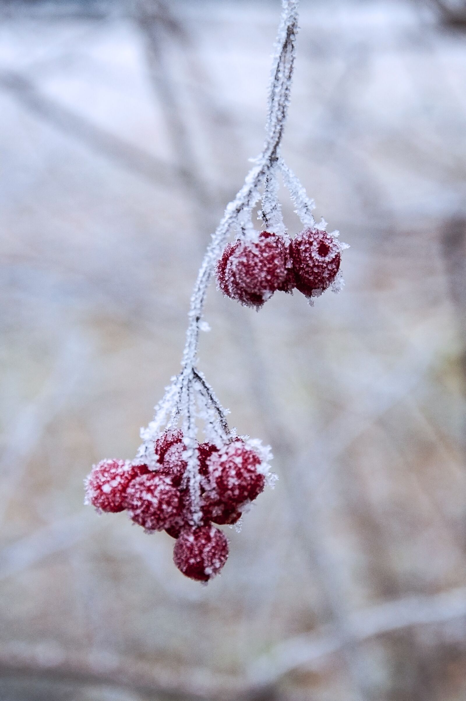 Nikon D90 sample photo. Winter, nature, frost photography