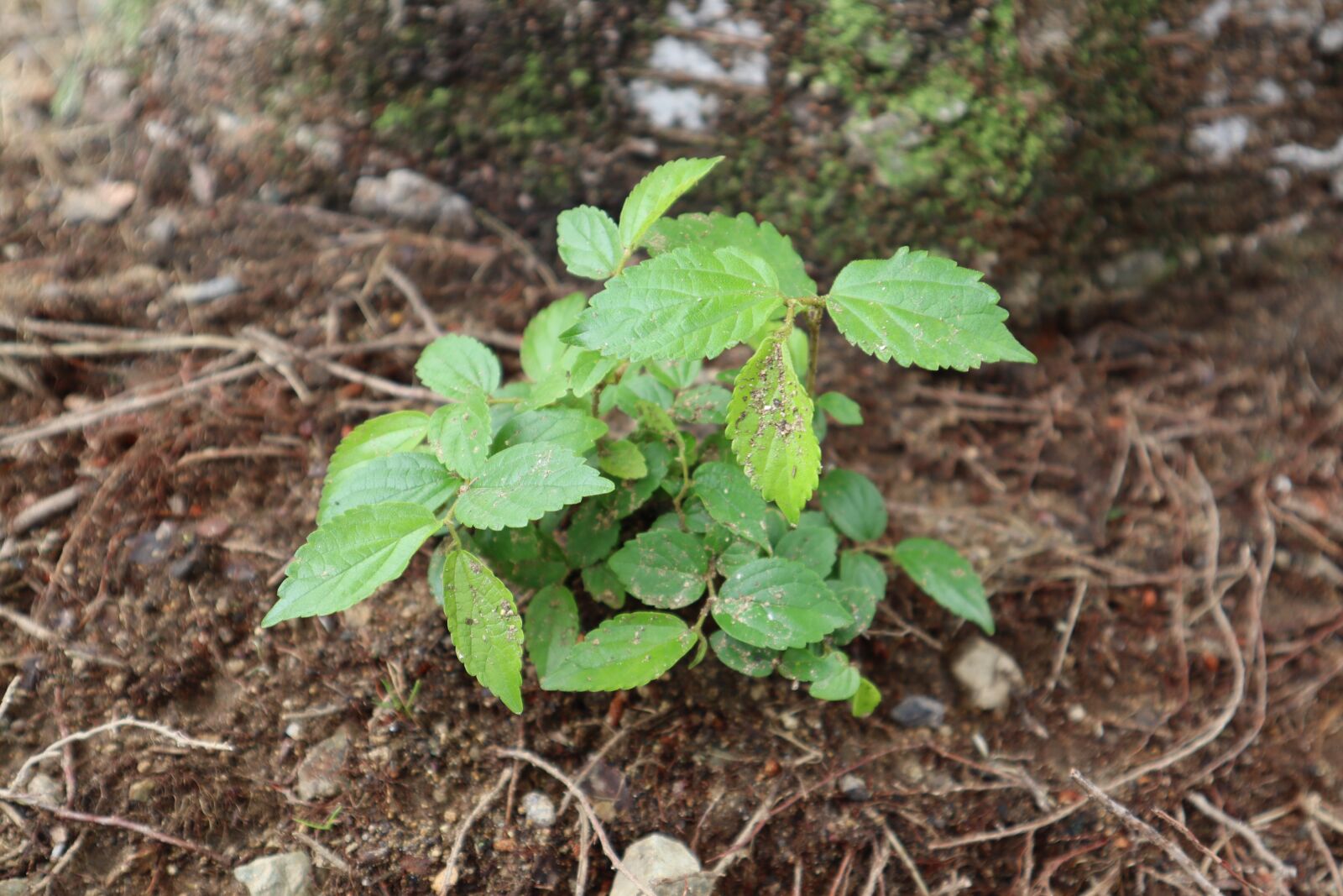 Canon EOS M50 (EOS Kiss M) sample photo. Plants, nature, pool photography