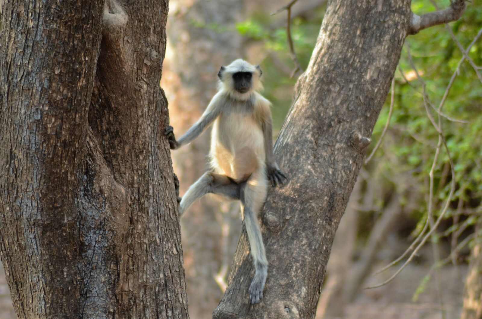 Nikon D7000 sample photo. Langure, monkey, langur photography
