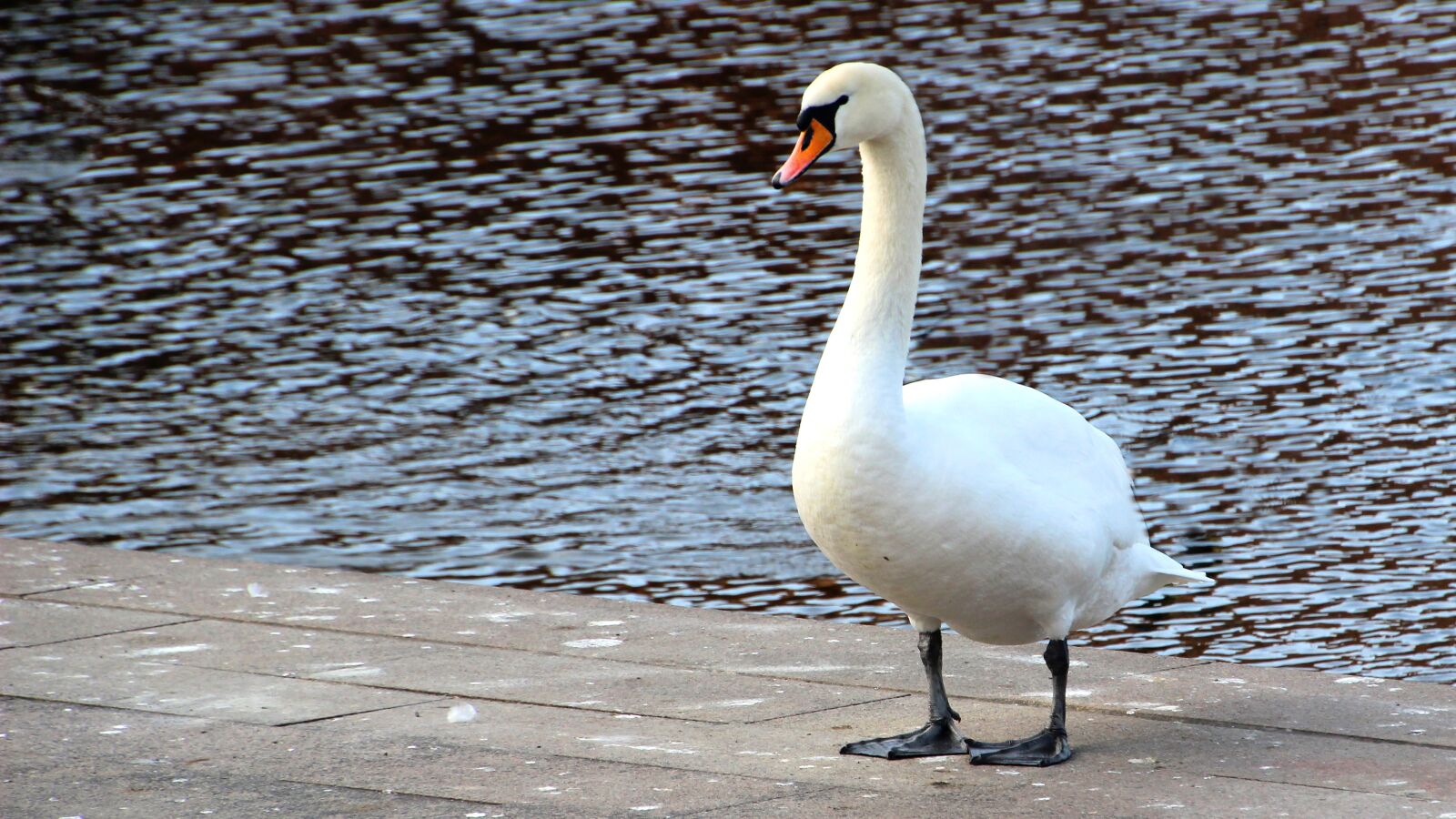 Canon EOS 600D (Rebel EOS T3i / EOS Kiss X5) sample photo. Bird, waters, nature photography