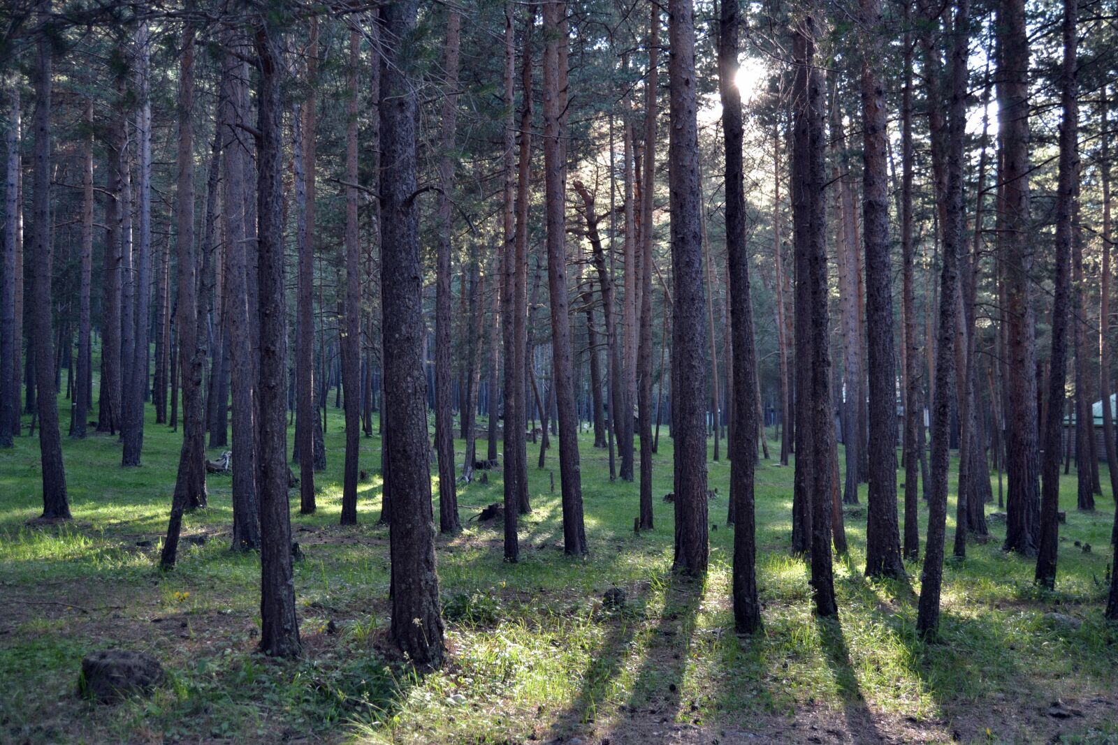 Nikon D3100 sample photo. Forest, mountains, nature photography