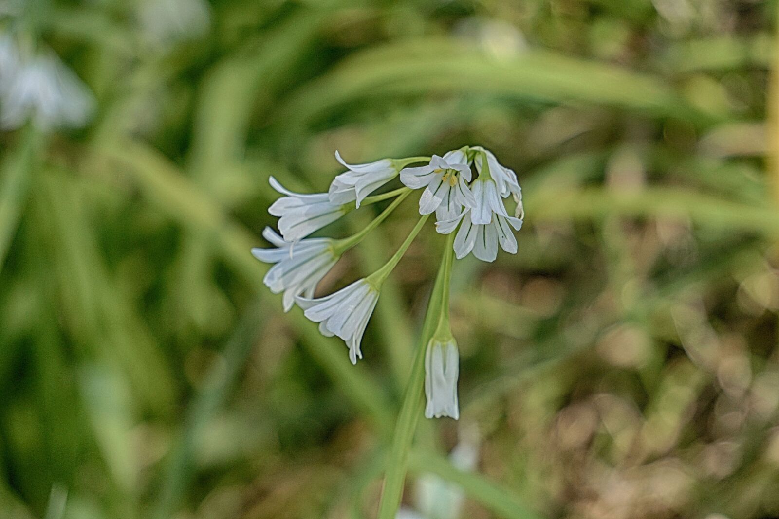 Sony E 55-210mm F4.5-6.3 OSS sample photo. Flowers, bells, nature photography