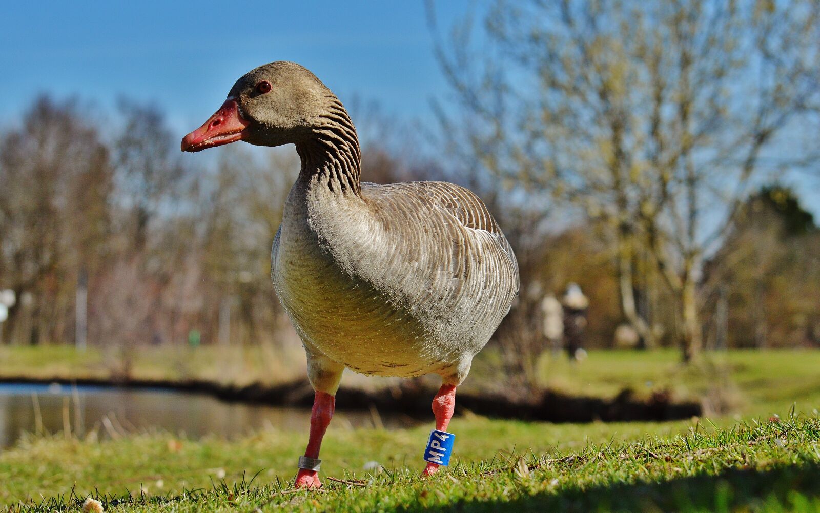 Nikon D3200 sample photo. Goose, bird, feather photography