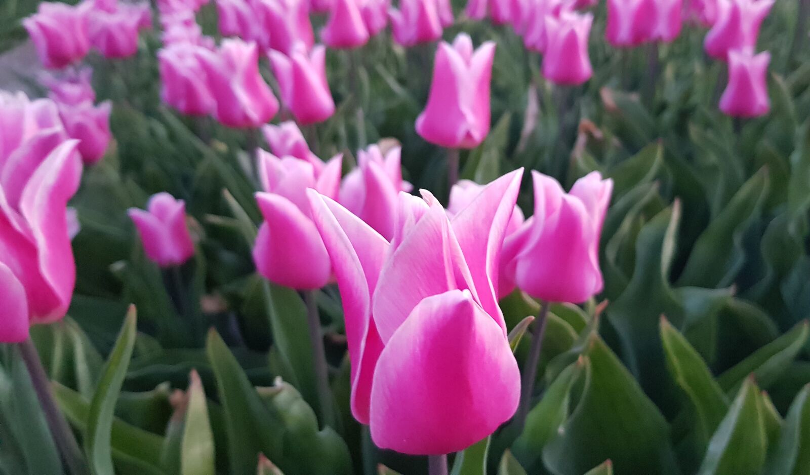 Samsung Galaxy S8 sample photo. Tulip field, bulb fields photography