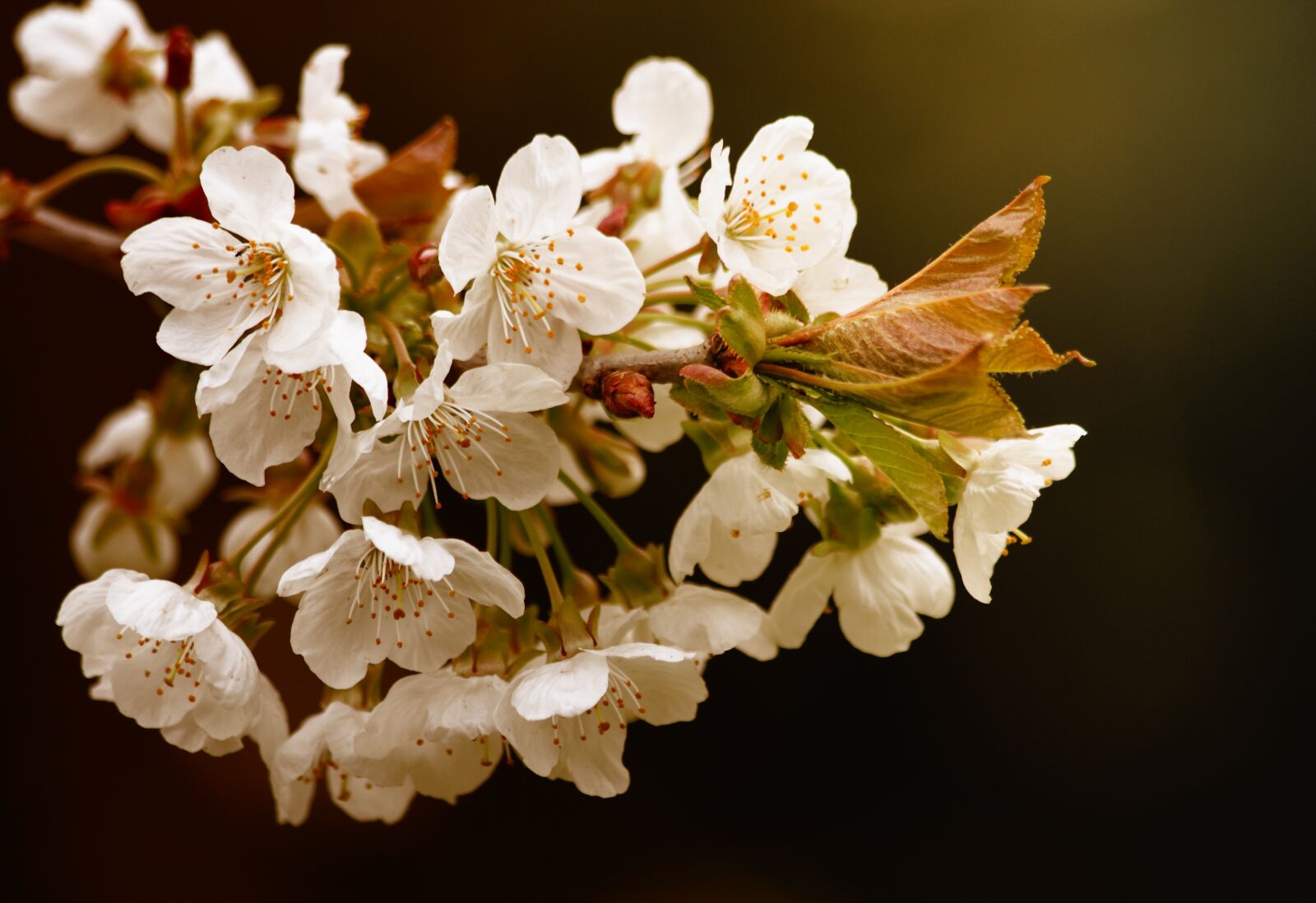 Canon EOS 550D (EOS Rebel T2i / EOS Kiss X4) sample photo. White, petaled, flower photography
