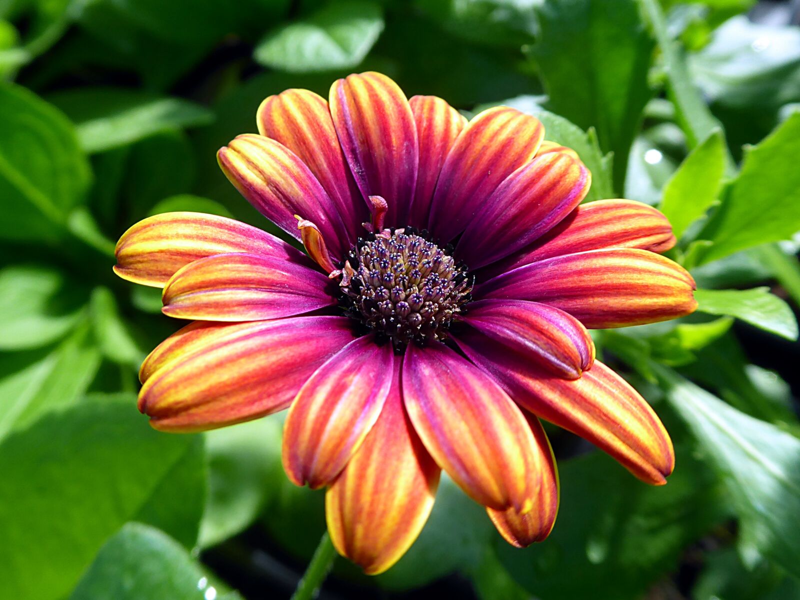 Panasonic Lumix DMC-ZS50 (Lumix DMC-TZ70) sample photo. Flower, osteospermum, asteraceae photography