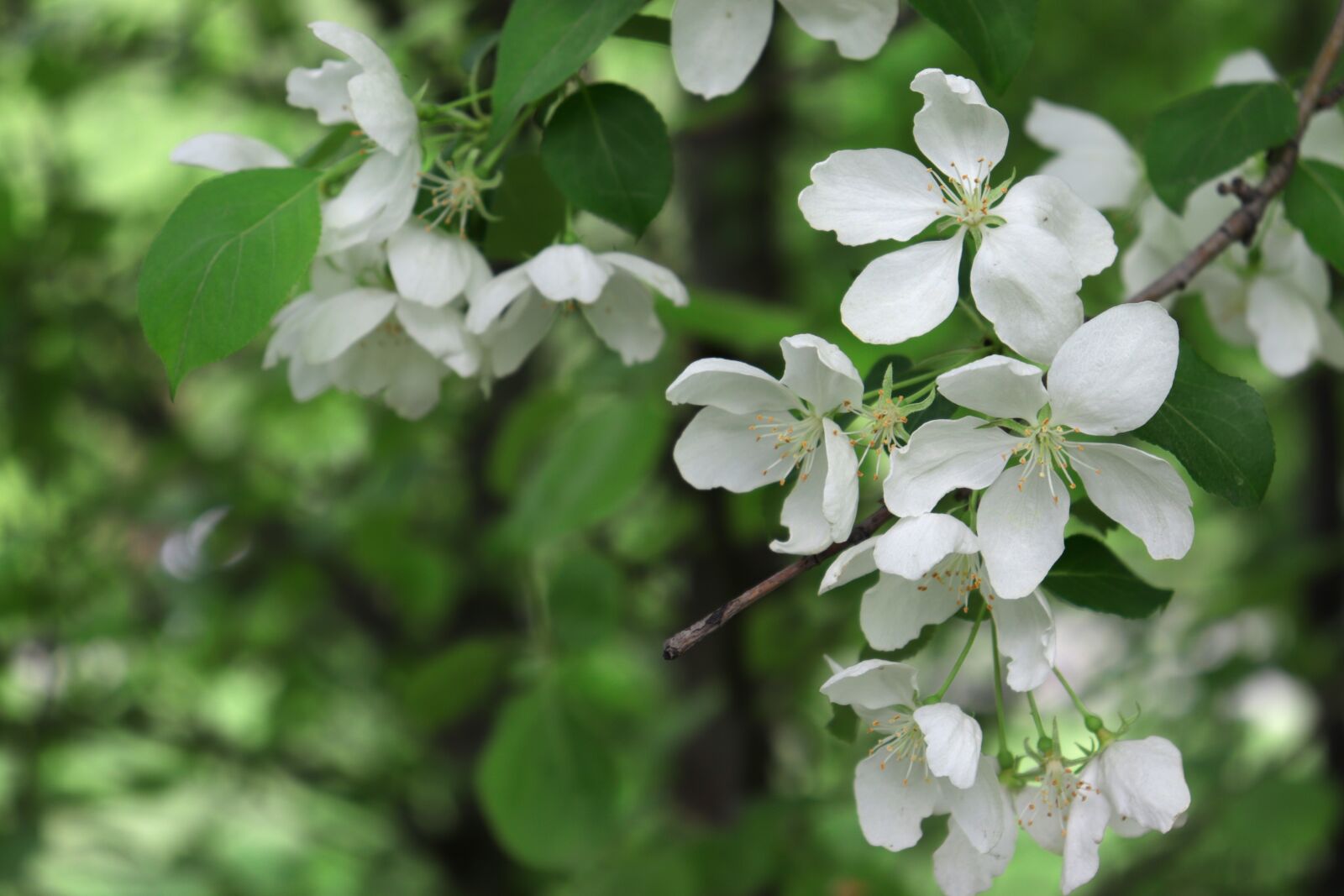 Canon EOS 200D (EOS Rebel SL2 / EOS Kiss X9) sample photo. Apple tree, flowers, spring photography