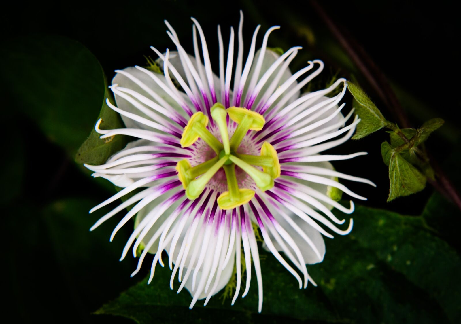Nikon D7000 sample photo. Flower, flora, nature photography