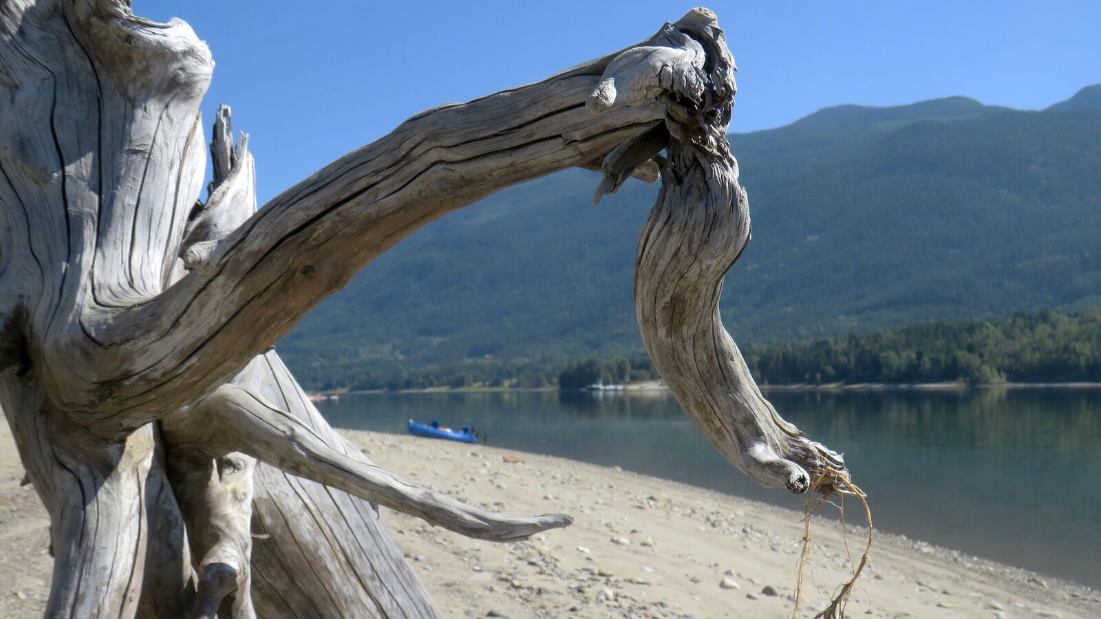Canon PowerShot SX540 HS sample photo. Arrow lake, driftwood, sculpture photography