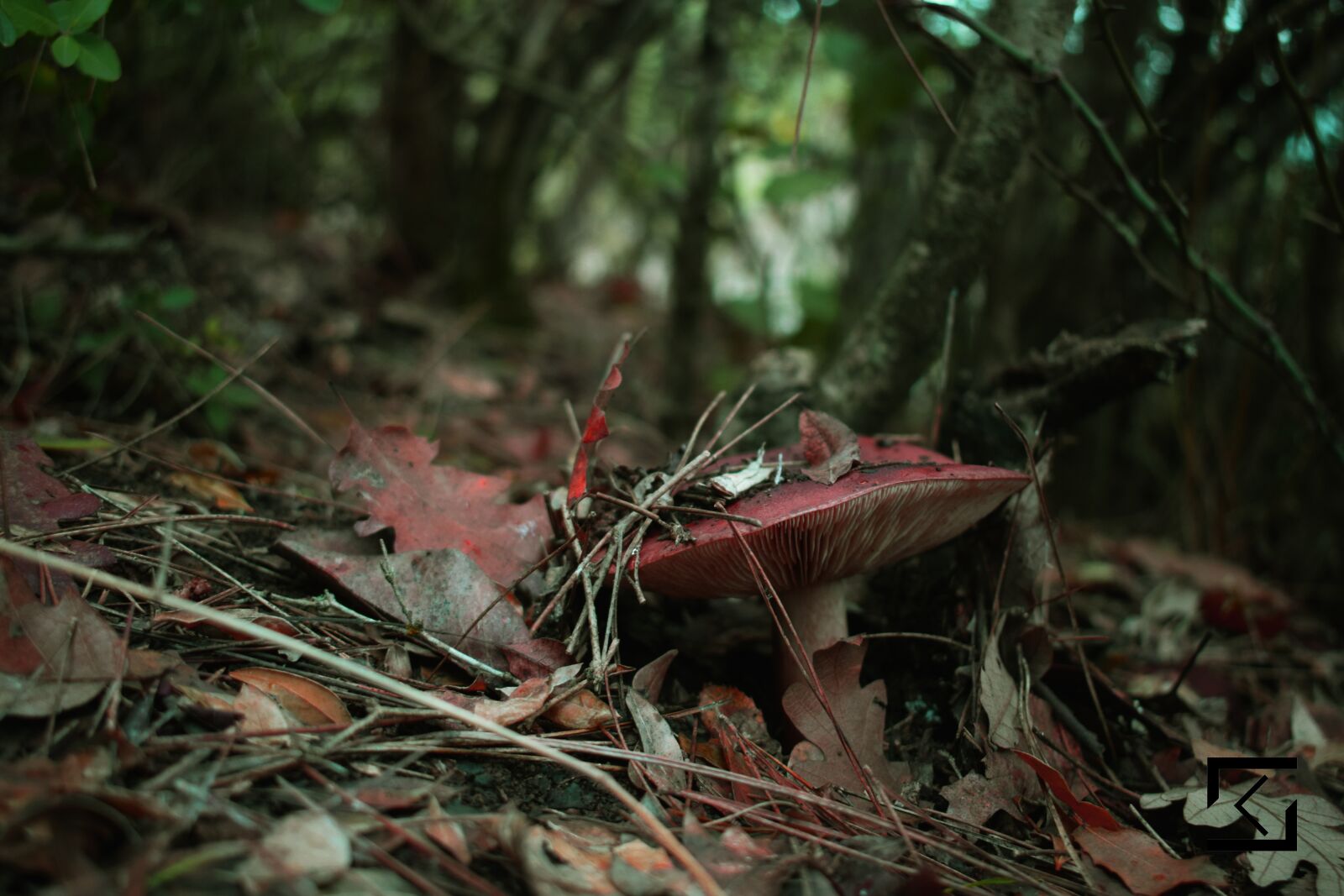 Nikon D3300 sample photo. Mushroom, forest, red photography