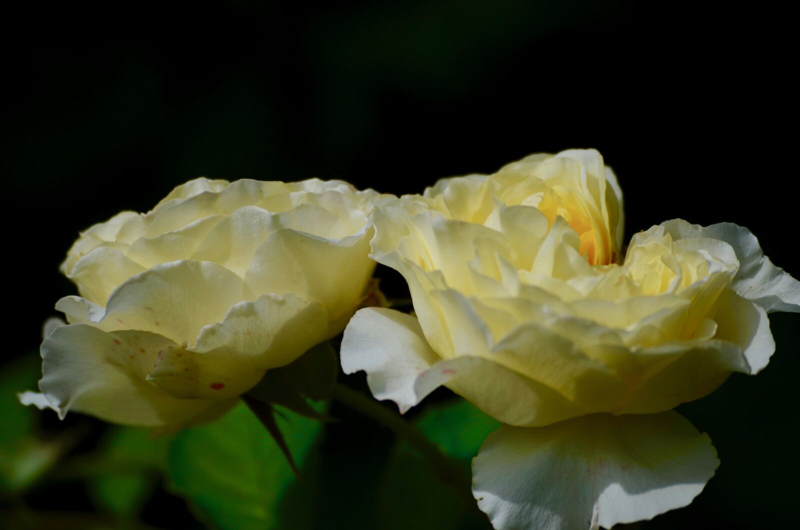 Nikon D5100 sample photo. Rose, blossom, bloom photography