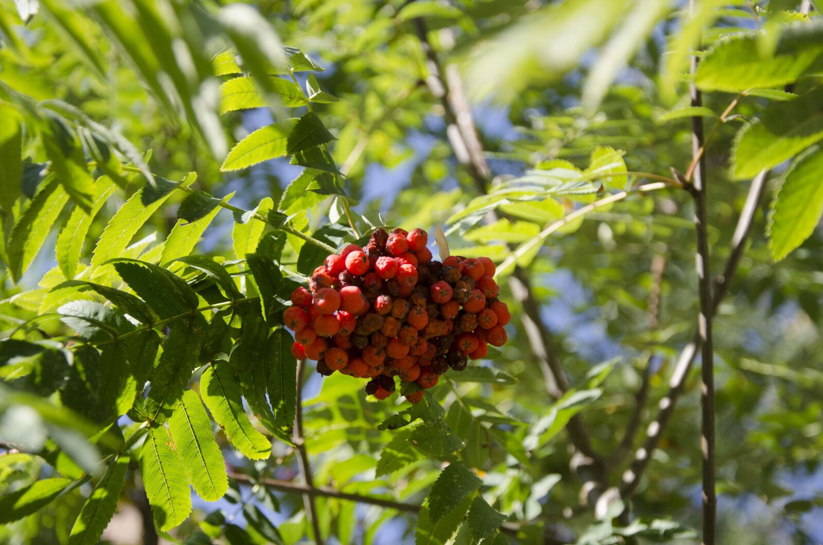 Nikon D7000 sample photo. Mountain ash, ash berry photography