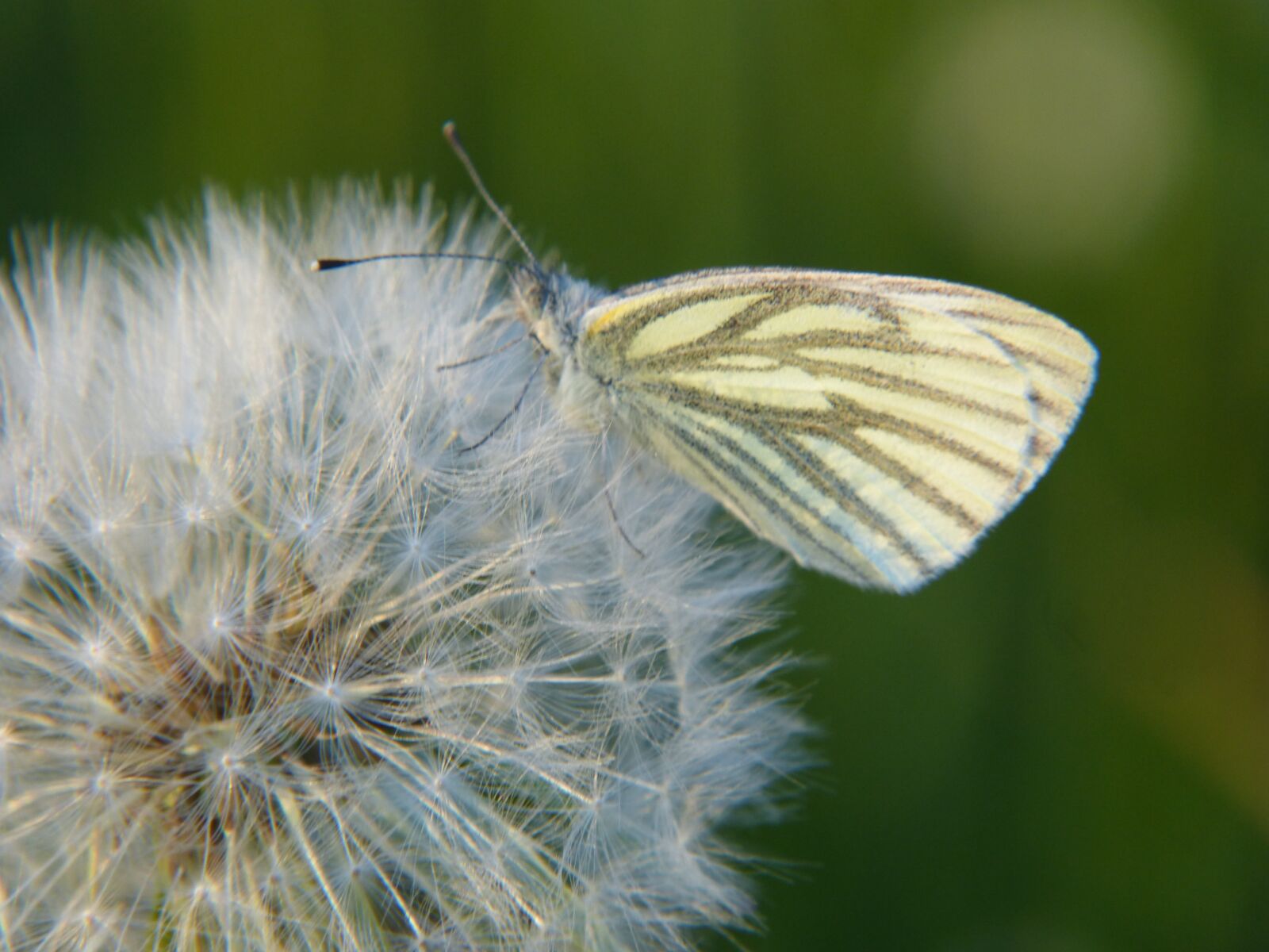Panasonic DMC-FZ62 sample photo. Butterfly, dandelion, blowball photography
