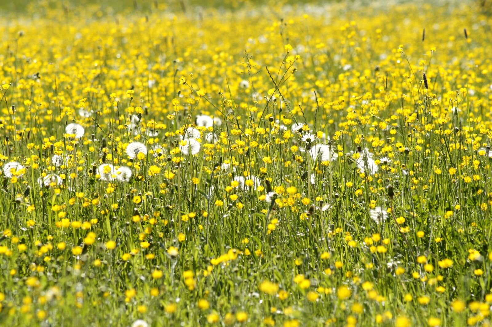 Sony SLT-A58 sample photo. Pointed flower, buttercup, flowers photography