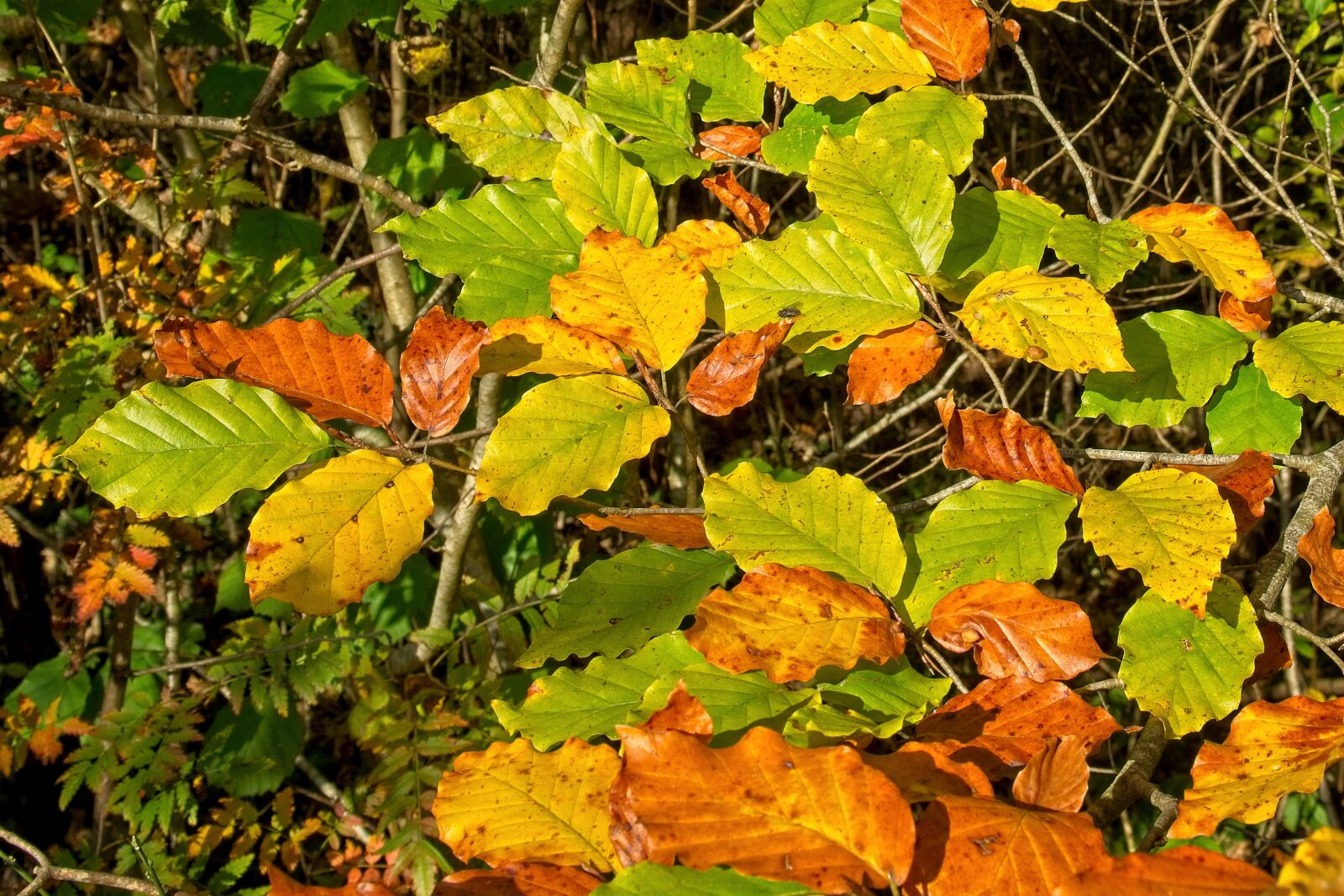 Nikon D7100 sample photo. Background, texture, autumn photography