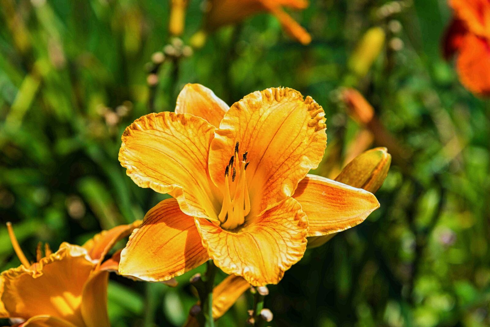 Nikon D750 sample photo. Flower, bloom, nature photography