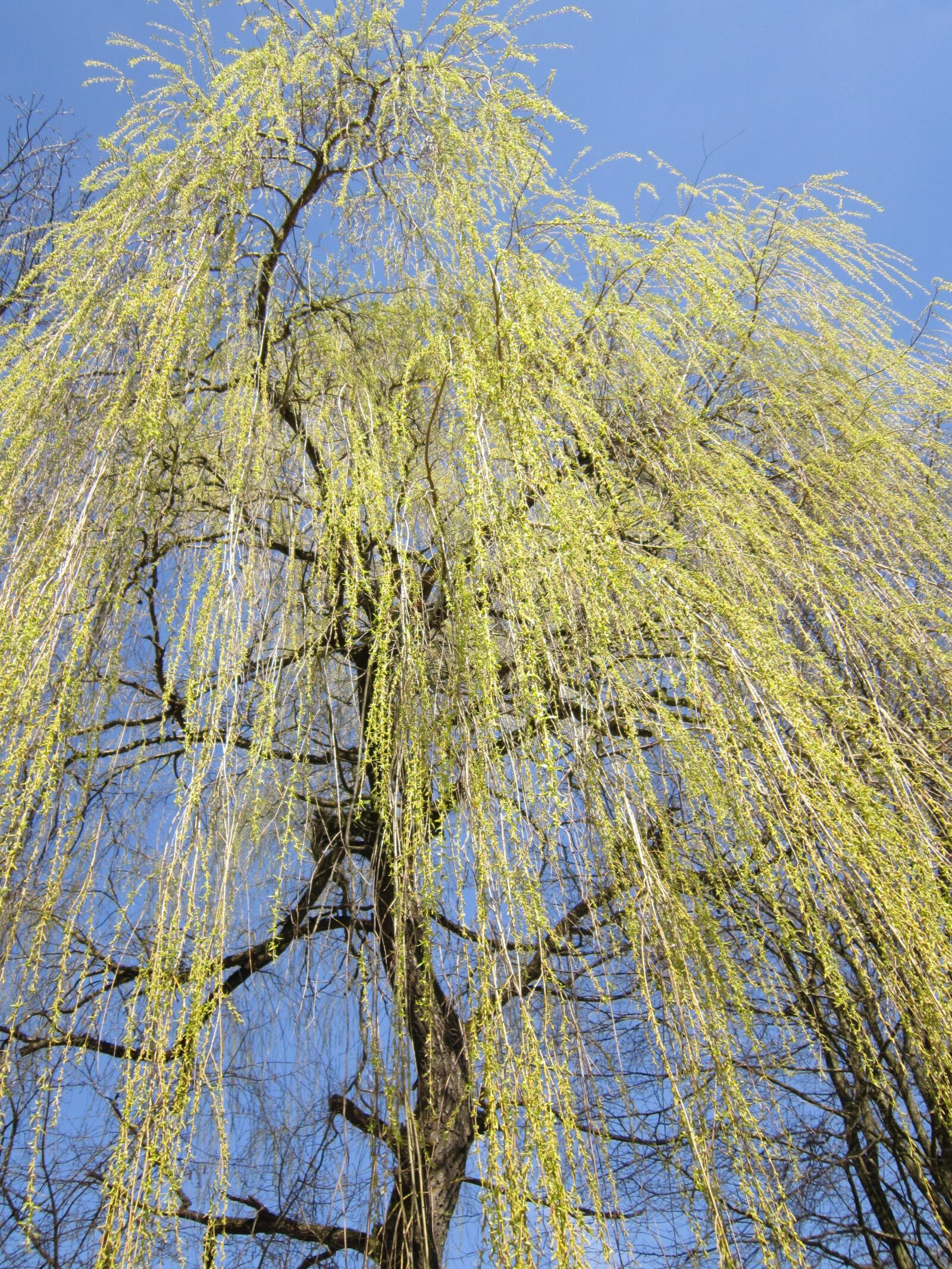Canon PowerShot A3200 IS sample photo. Weeping willow, pasture, tree photography