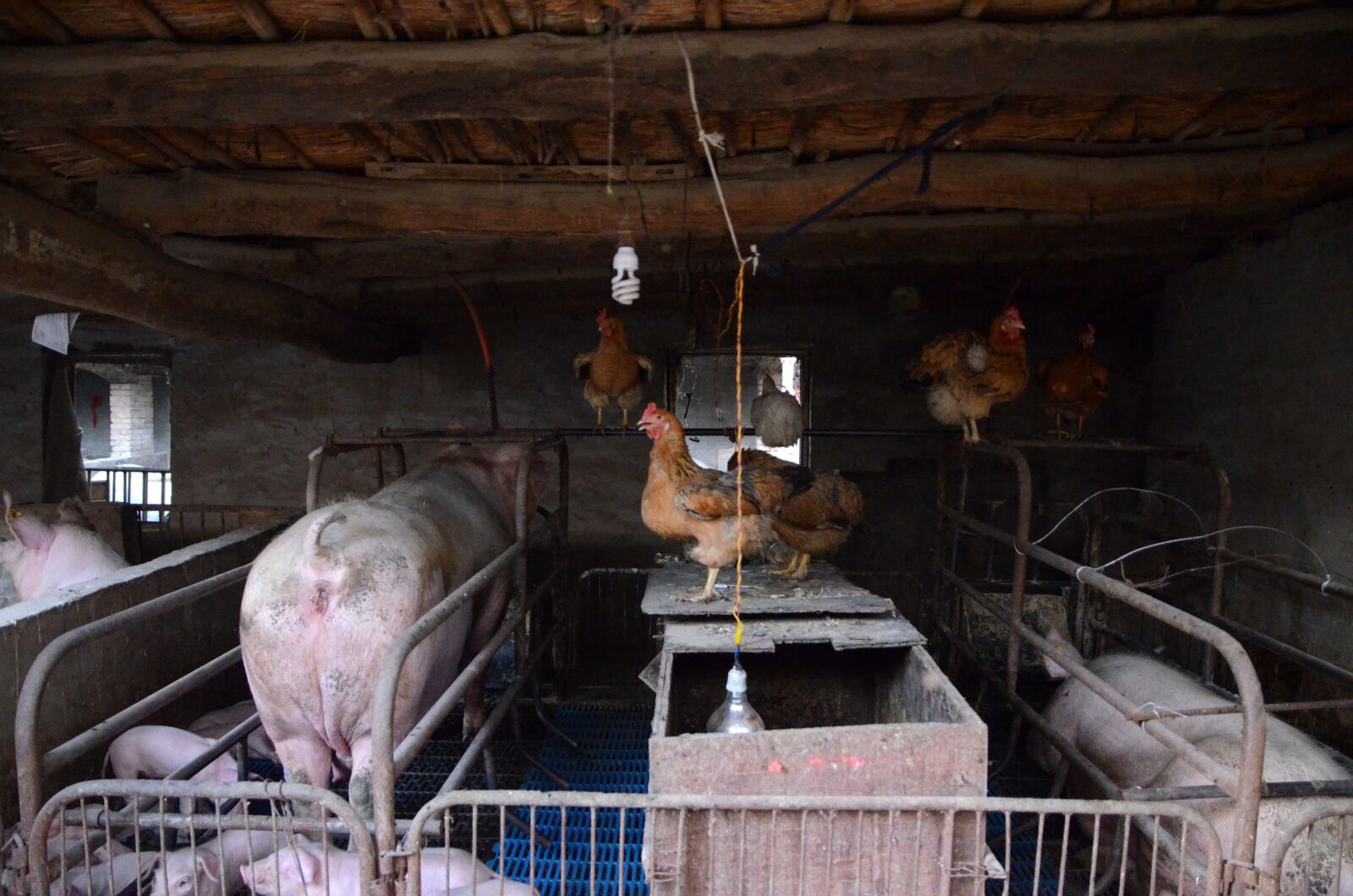 Nikon D7000 sample photo. Pig, farms, journey photography