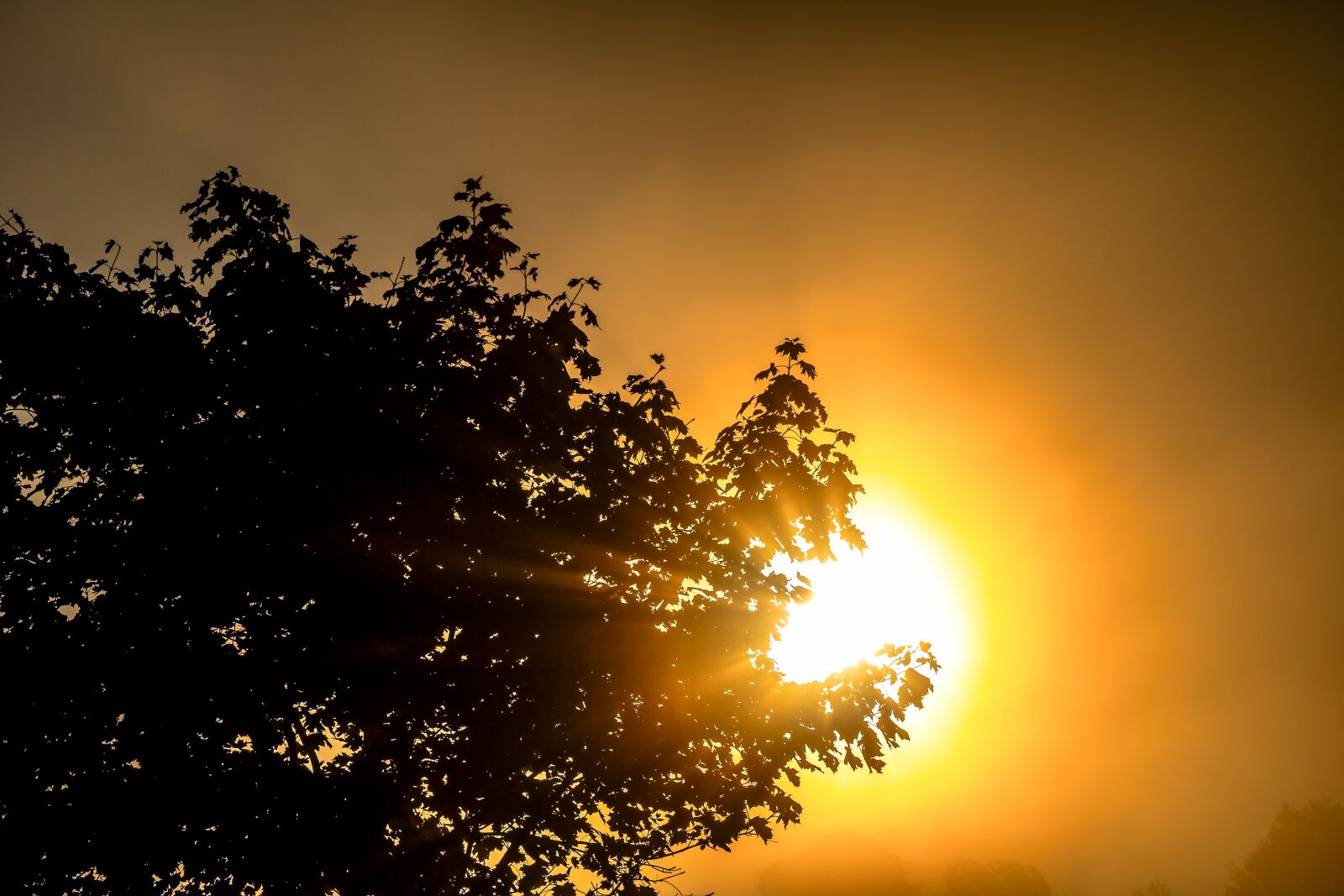 Canon EOS 750D (EOS Rebel T6i / EOS Kiss X8i) sample photo. Sun, sunbeam, aesthetic photography
