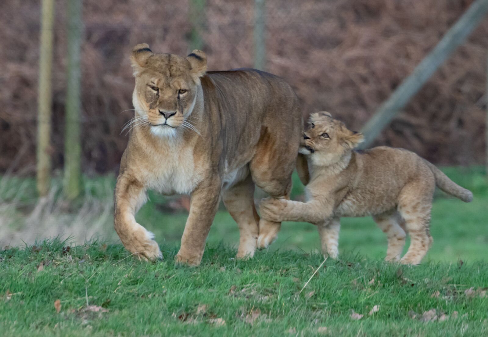 Canon EOS 7D Mark II sample photo. Lioness, mother, cubs photography