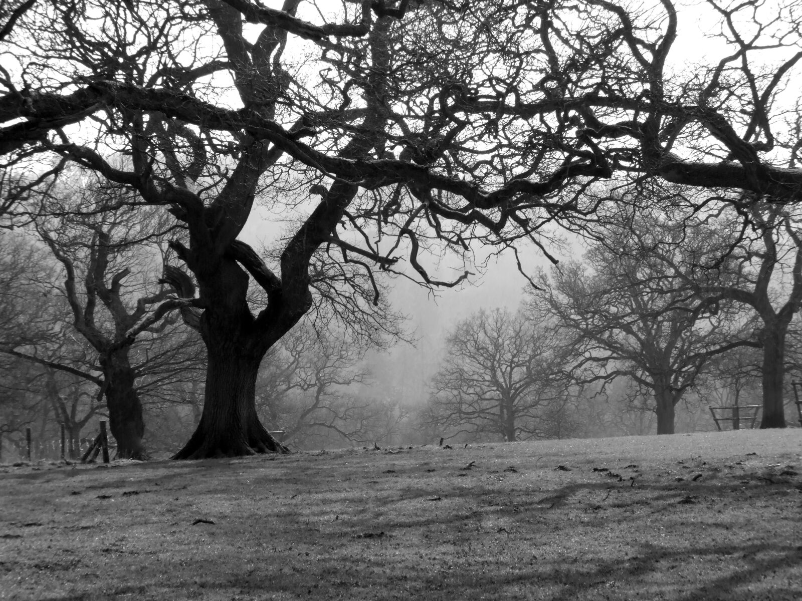 Fujifilm FinePix E900 sample photo. Trees, b w, winter photography