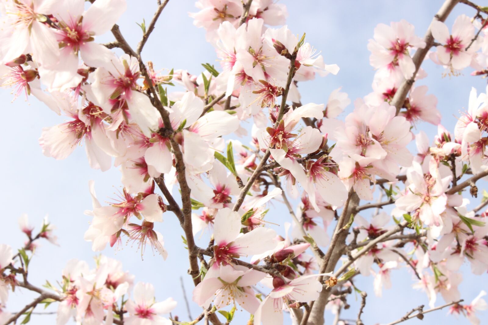 Canon EOS 600D (Rebel EOS T3i / EOS Kiss X5) sample photo. Flowers, almond tree, nature photography