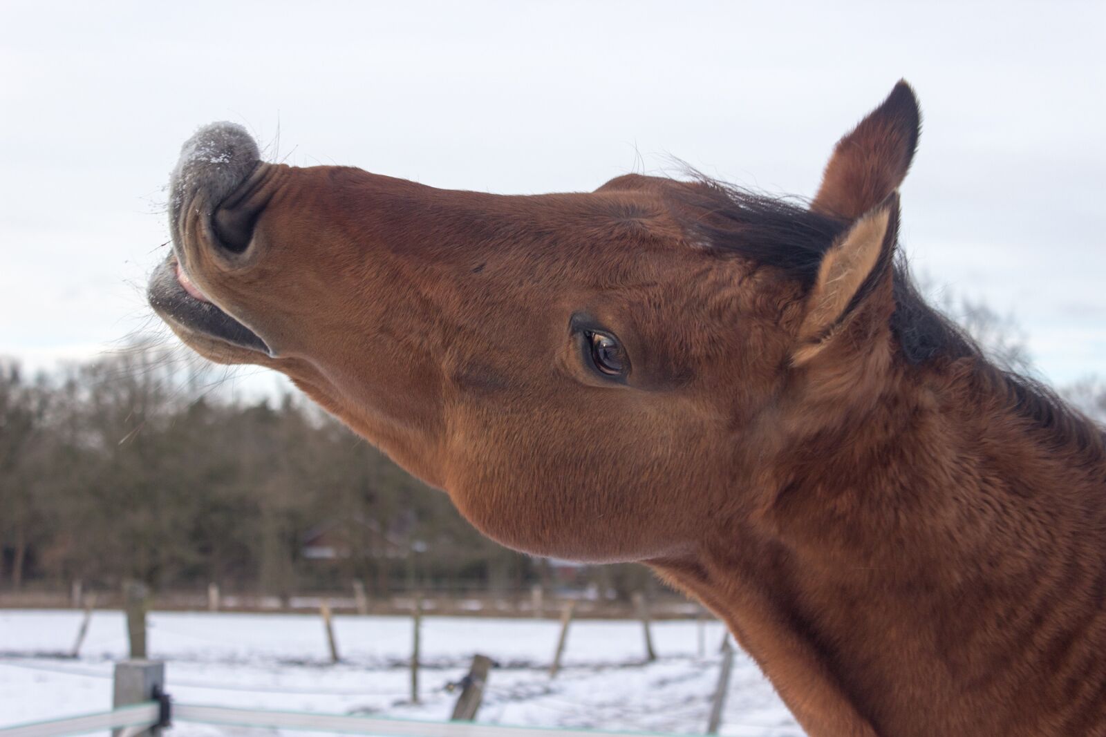Canon EOS 600D (Rebel EOS T3i / EOS Kiss X5) sample photo. Horse, western horse, kiss photography