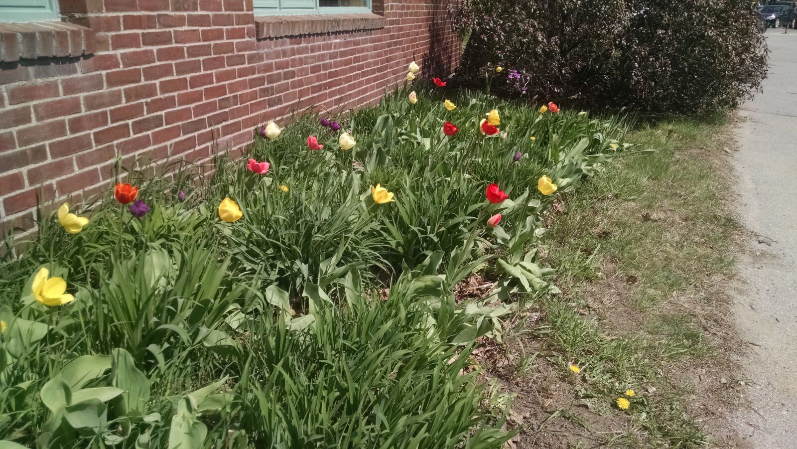 Motorola Moto X (1st Gen) sample photo. Blooms, flowers, green, red photography