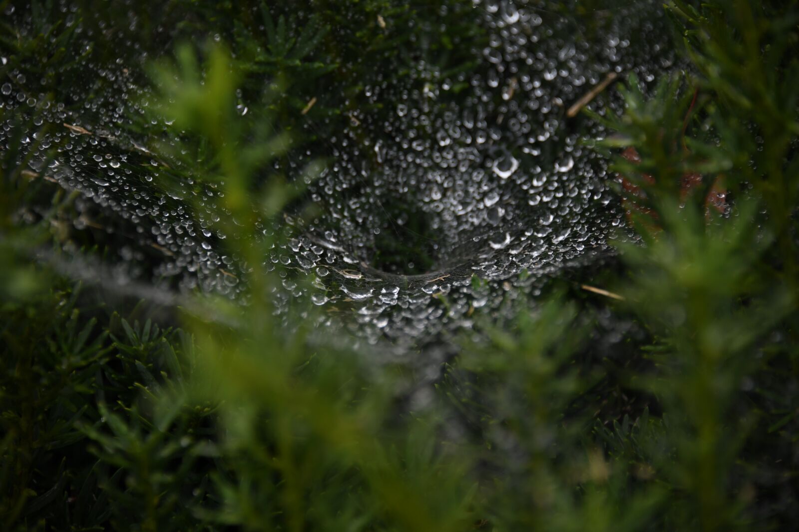 Nikon D850 sample photo. Web, droplets, fairy photography
