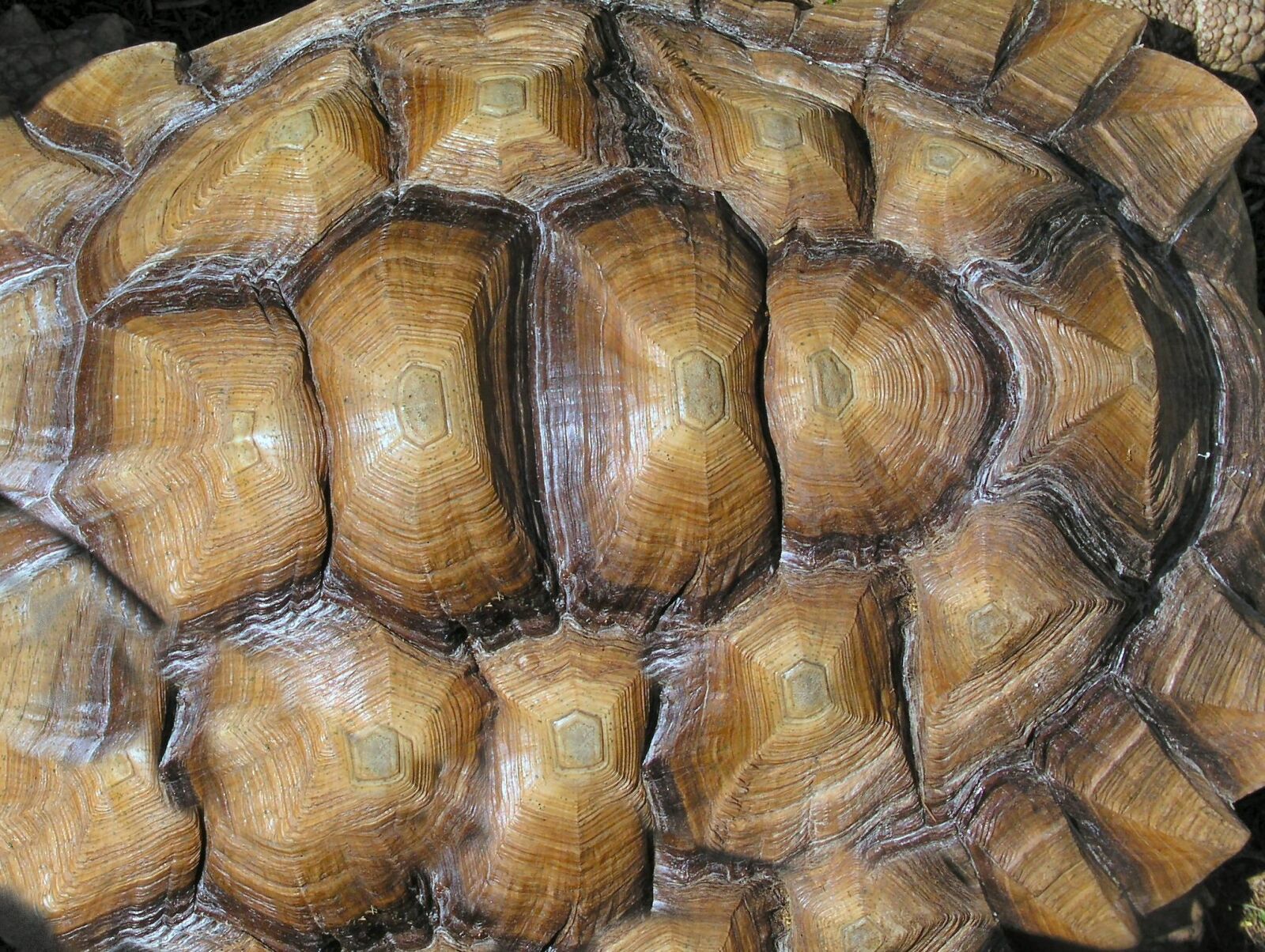 Olympus C5050Z sample photo. Shell, tortoise, texture photography