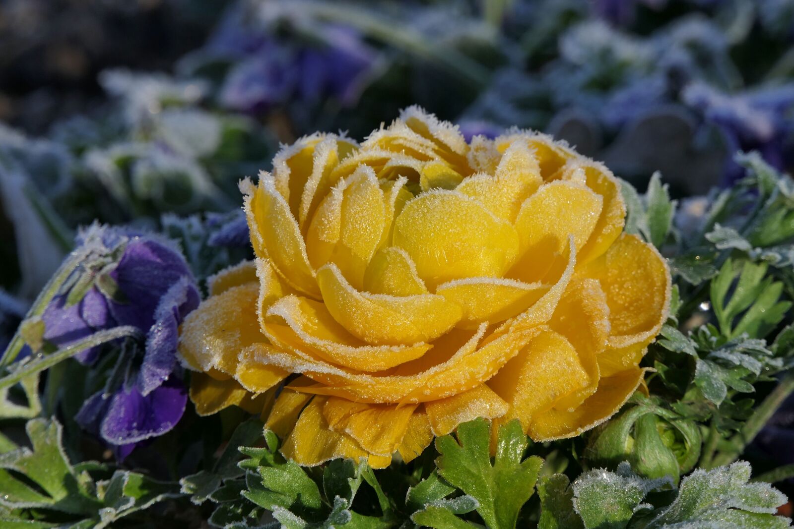 Panasonic Lumix DMC-FZ2500 (Lumix DMC-FZ2000) sample photo. Flower, blossom, bloom photography