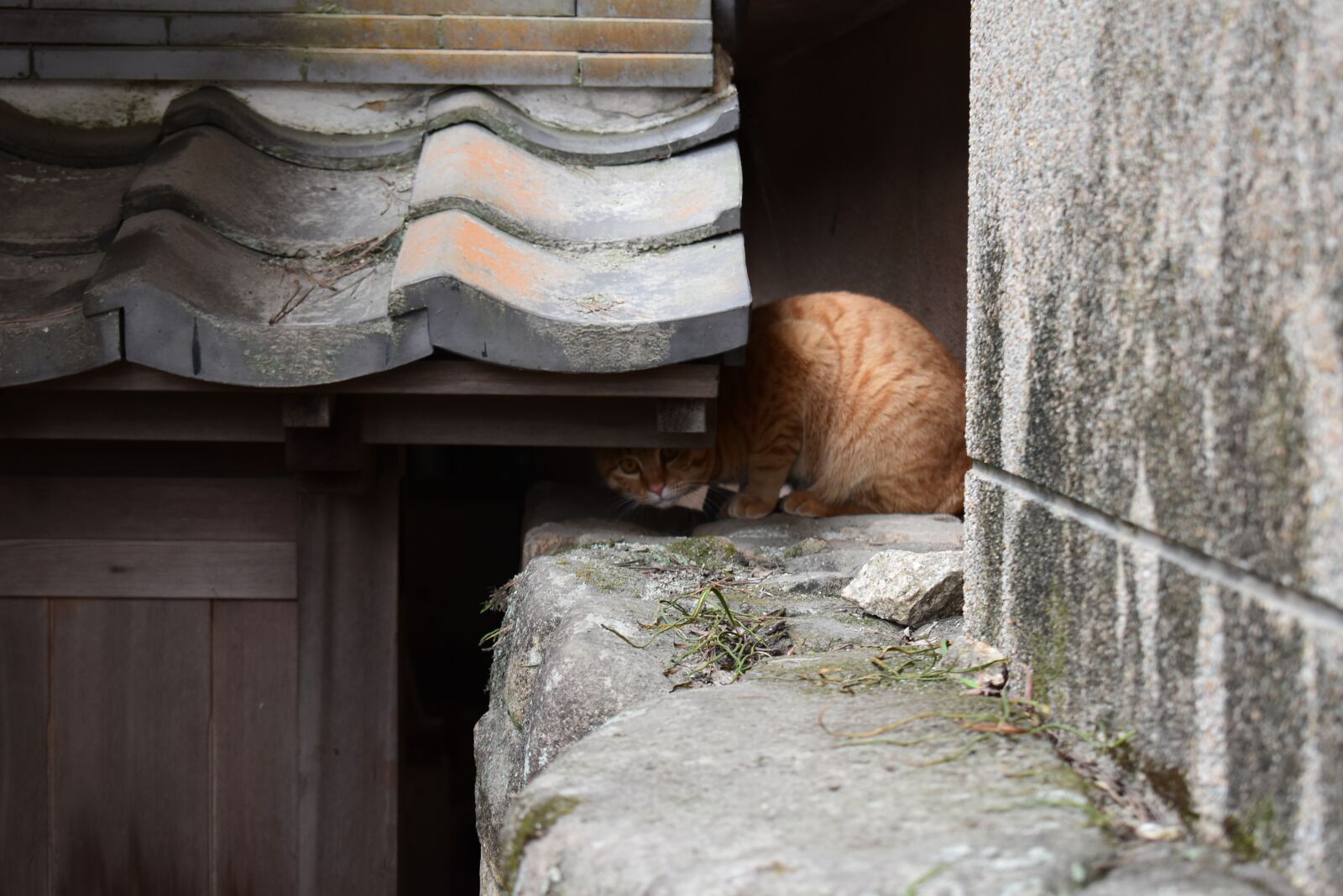 Nikon D5600 sample photo. Japan, cat, animal photography