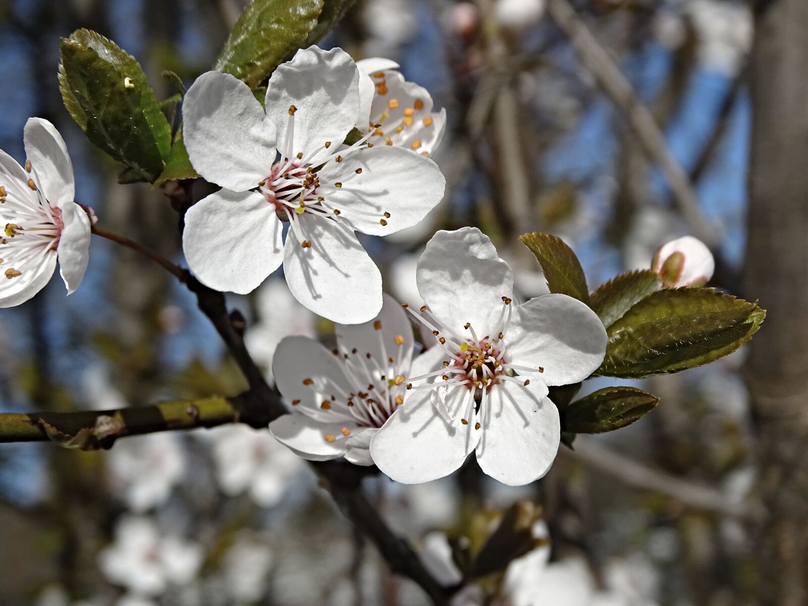Sony Cyber-shot DSC-HX400V sample photo. Cherry blossoms, close up photography