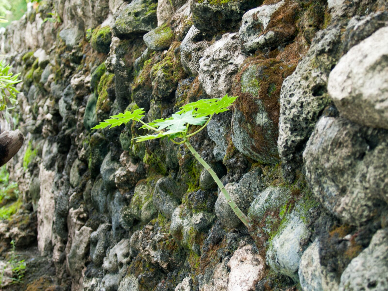 Olympus E-330 (EVOLT E-330) sample photo. Plant, rock, green photography