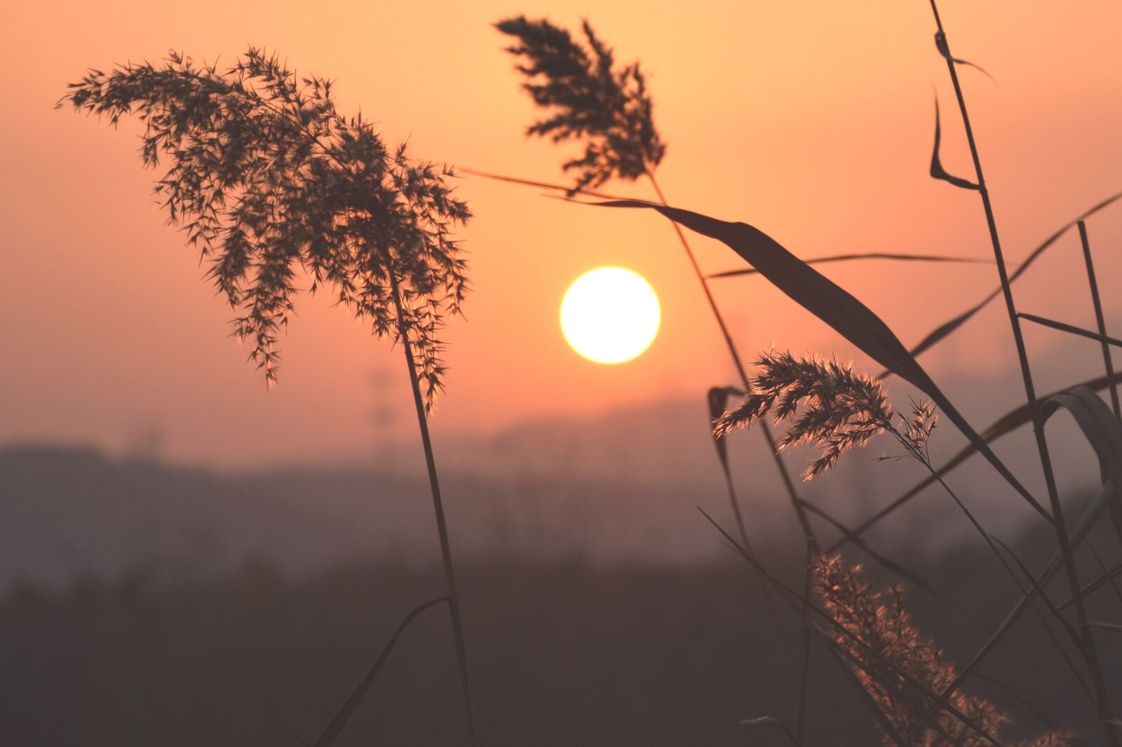 Nikon D5300 sample photo. Sunset, reed, water photography